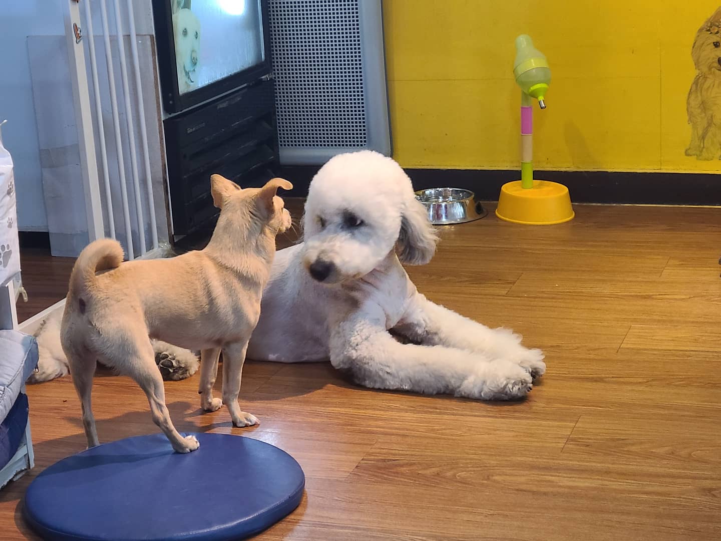 서촌도그살롱 대표 이미지