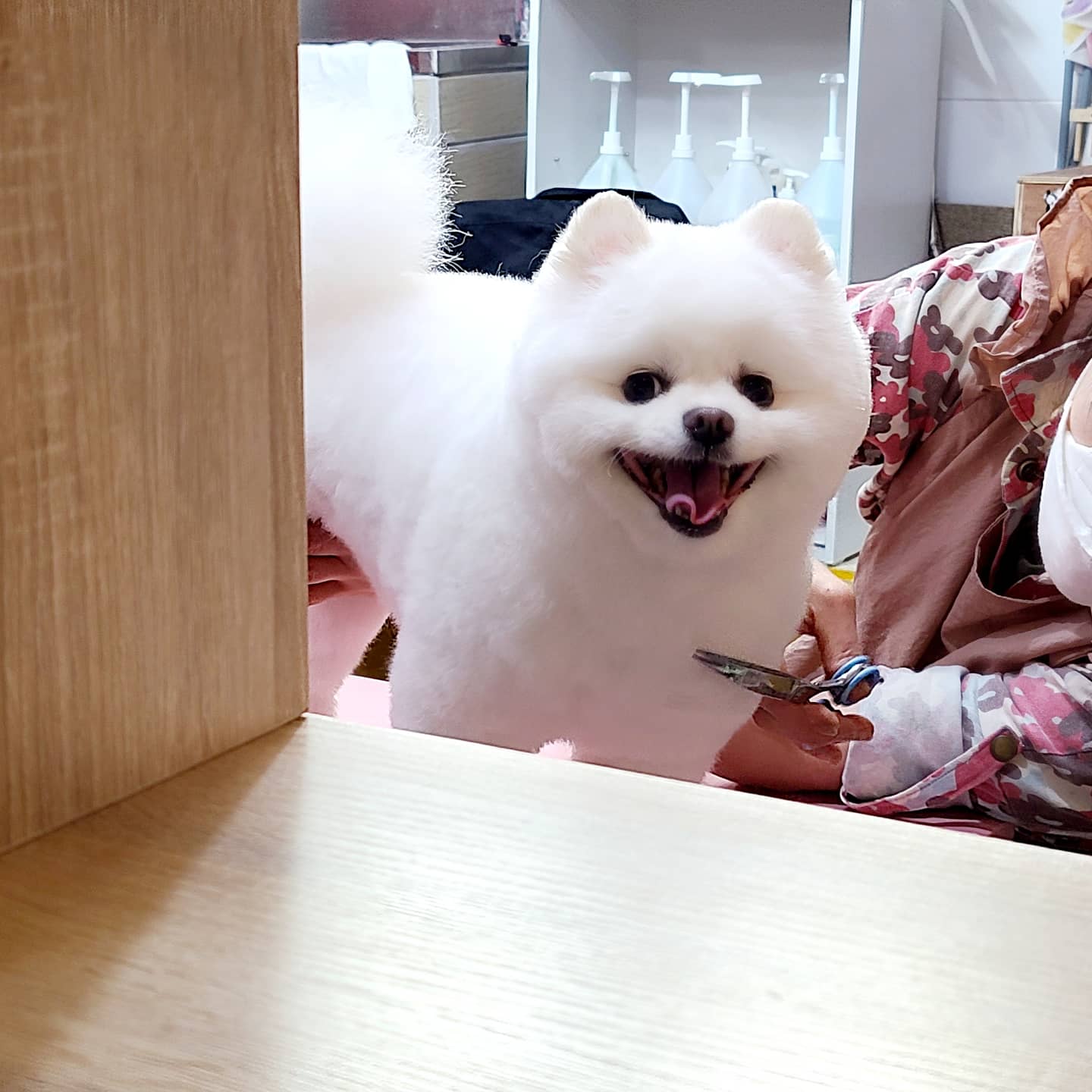 서촌도그살롱 대표 이미지