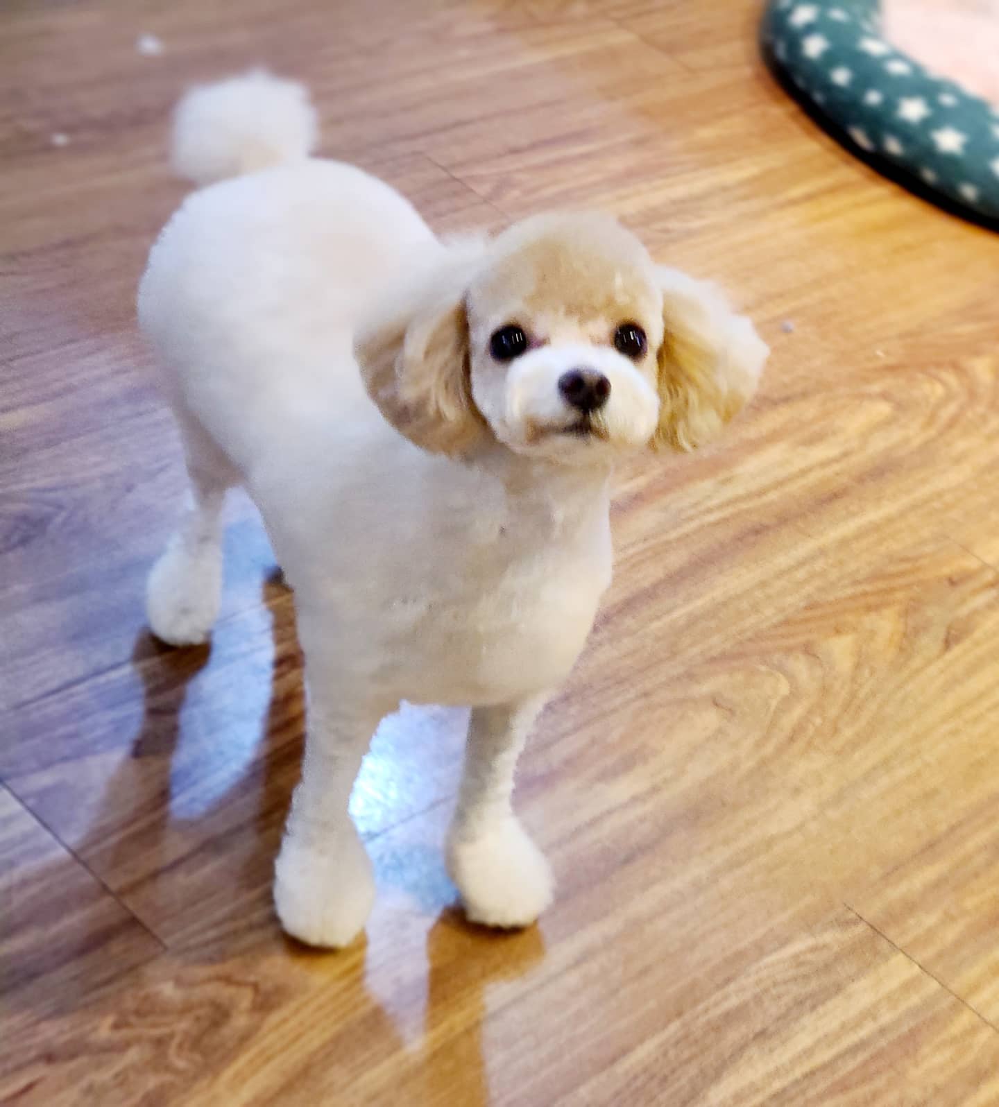 서촌도그살롱 대표 이미지