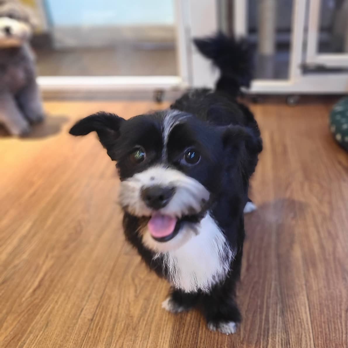 서촌도그살롱 대표 이미지