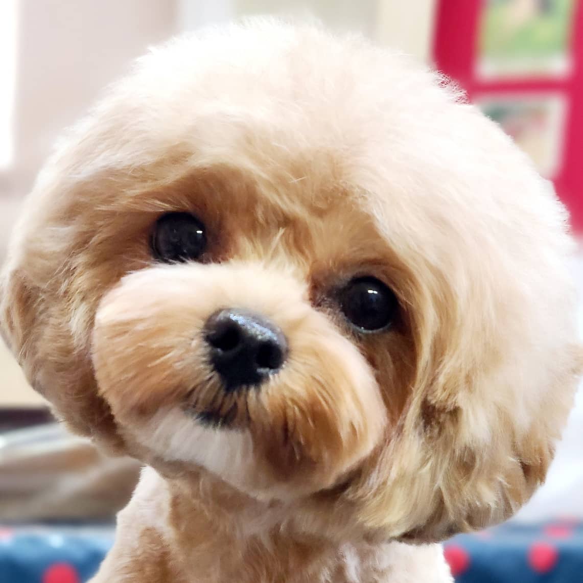 서촌도그살롱 대표 이미지