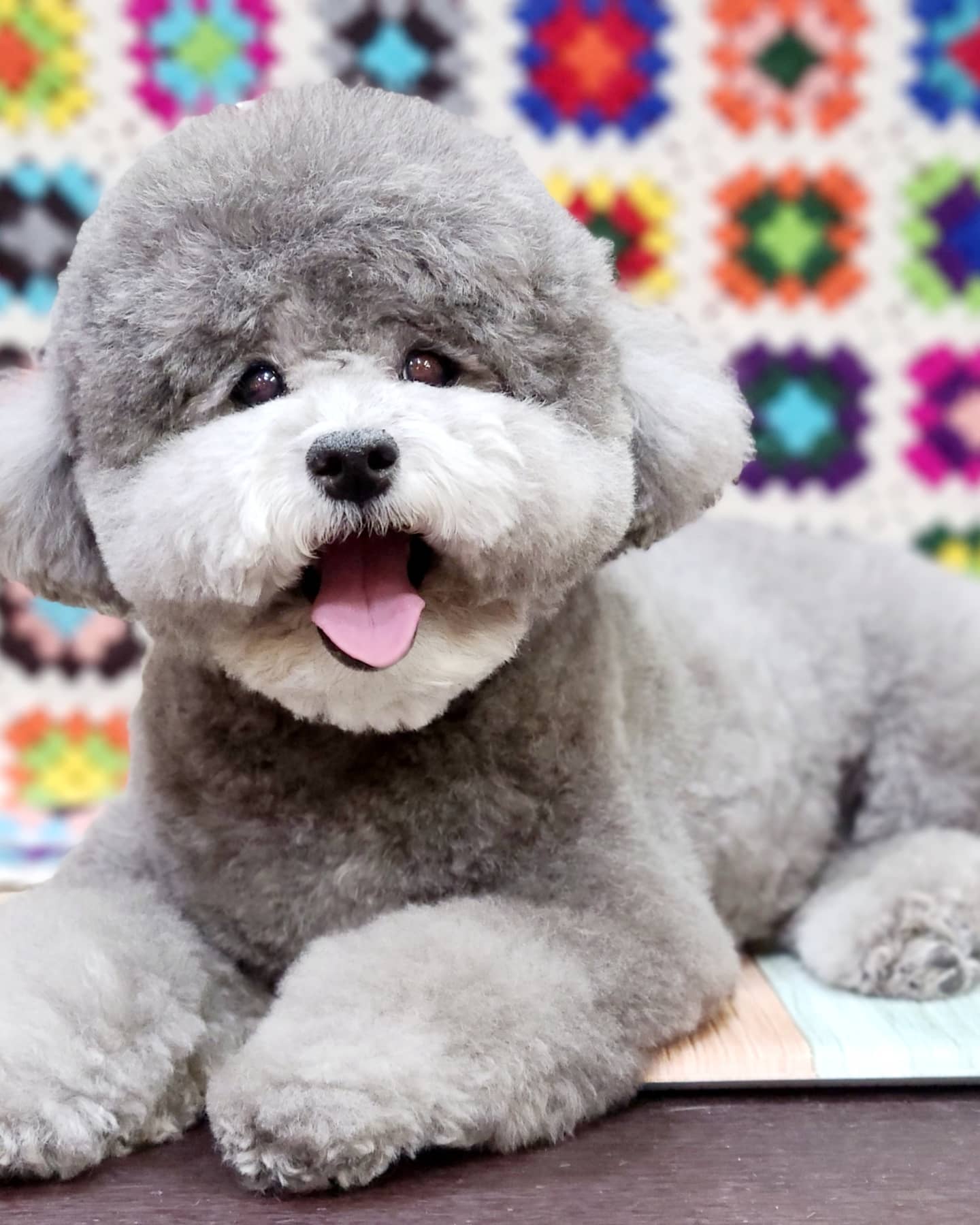 서촌도그살롱 대표 이미지