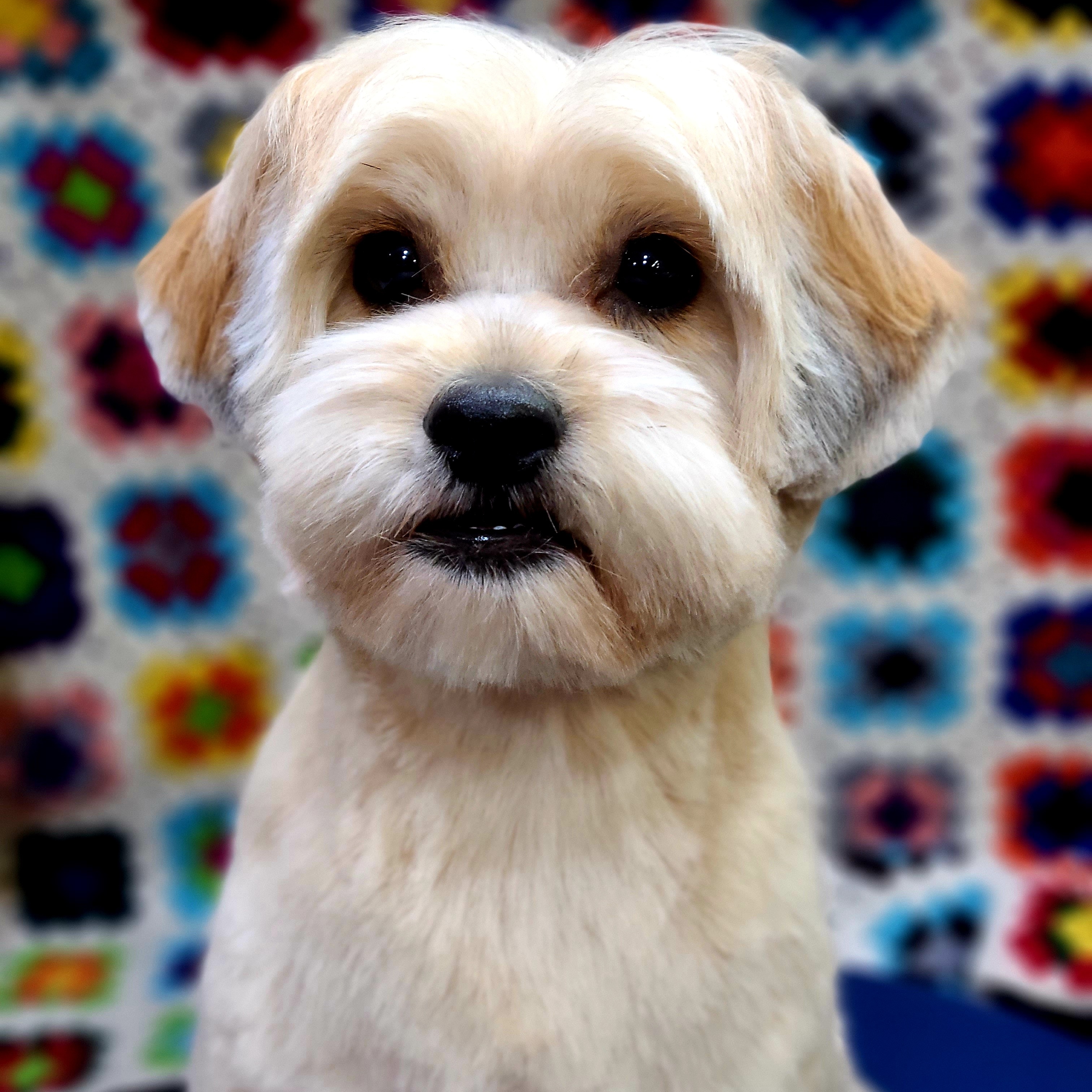 서촌도그살롱 대표 이미지