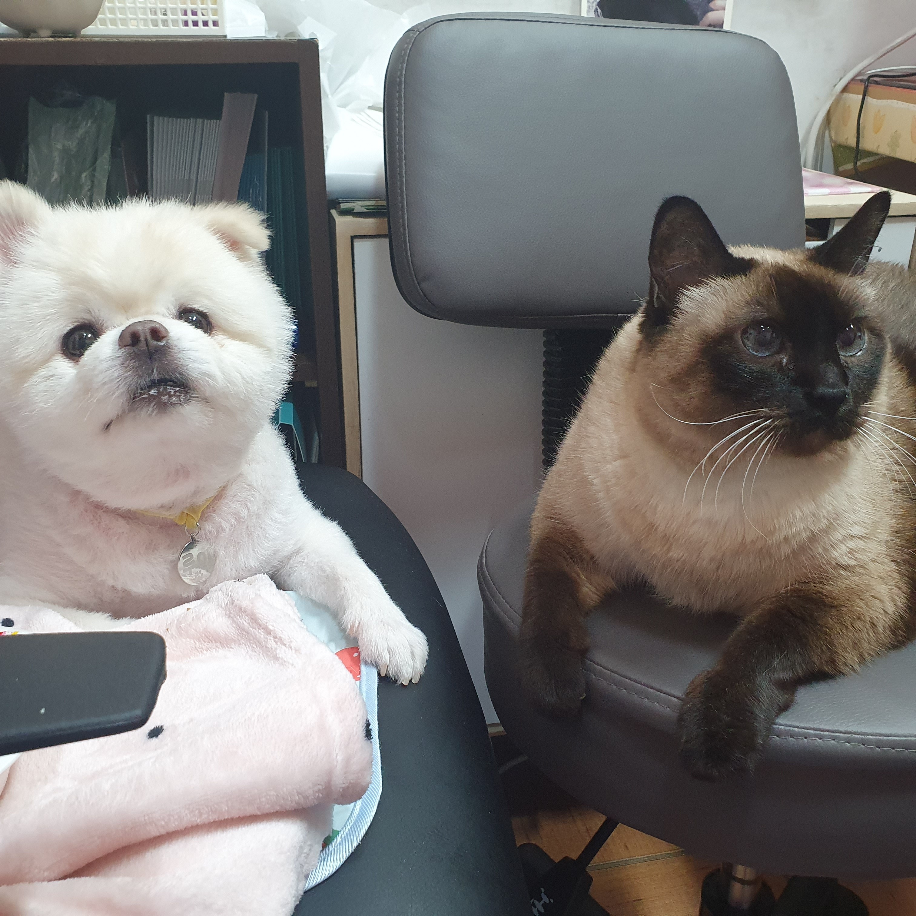 늘조은동물병원