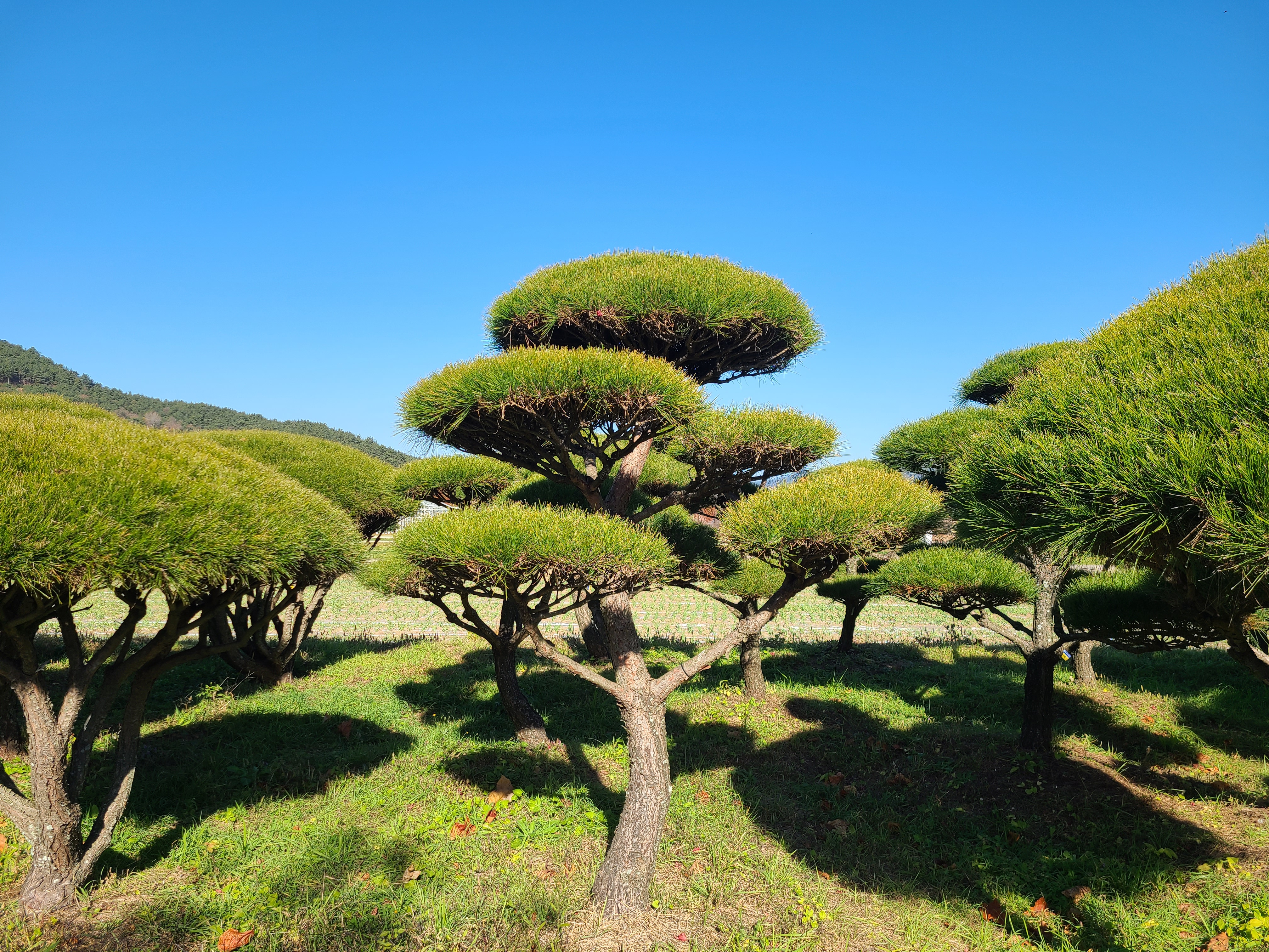 덕산조경주식회사