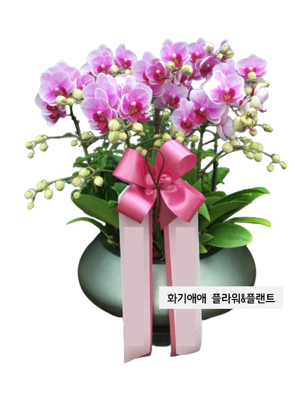 화기애애 플라워&플랜트