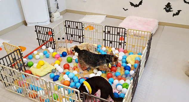 도그원 애견호텔 대표 이미지