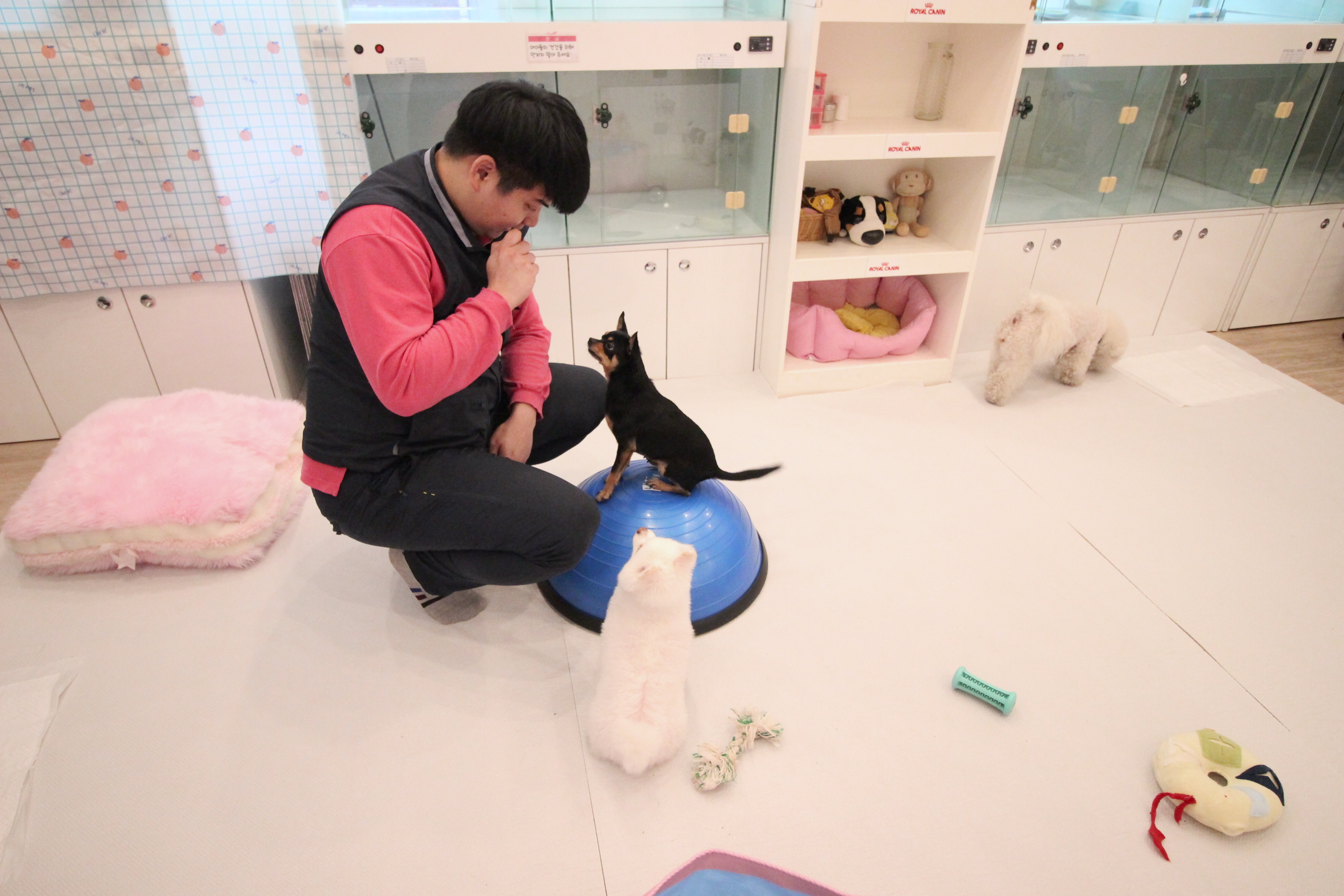 도그원 애견호텔&유치원 대표 이미지