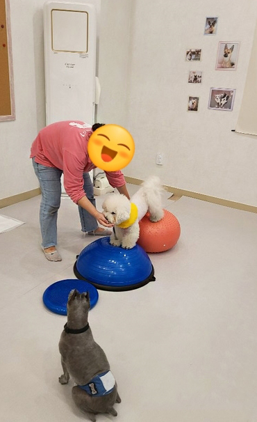 도그원 애견호텔&유치원 대표 이미지
