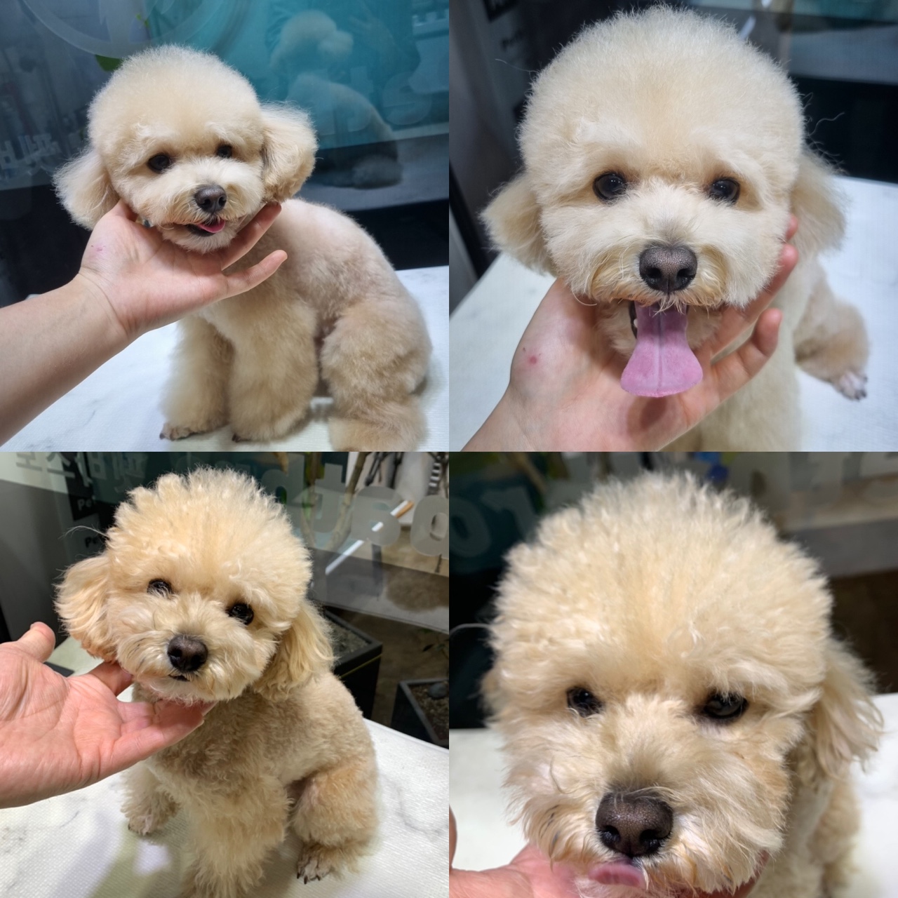 펫바스로 대표 이미지