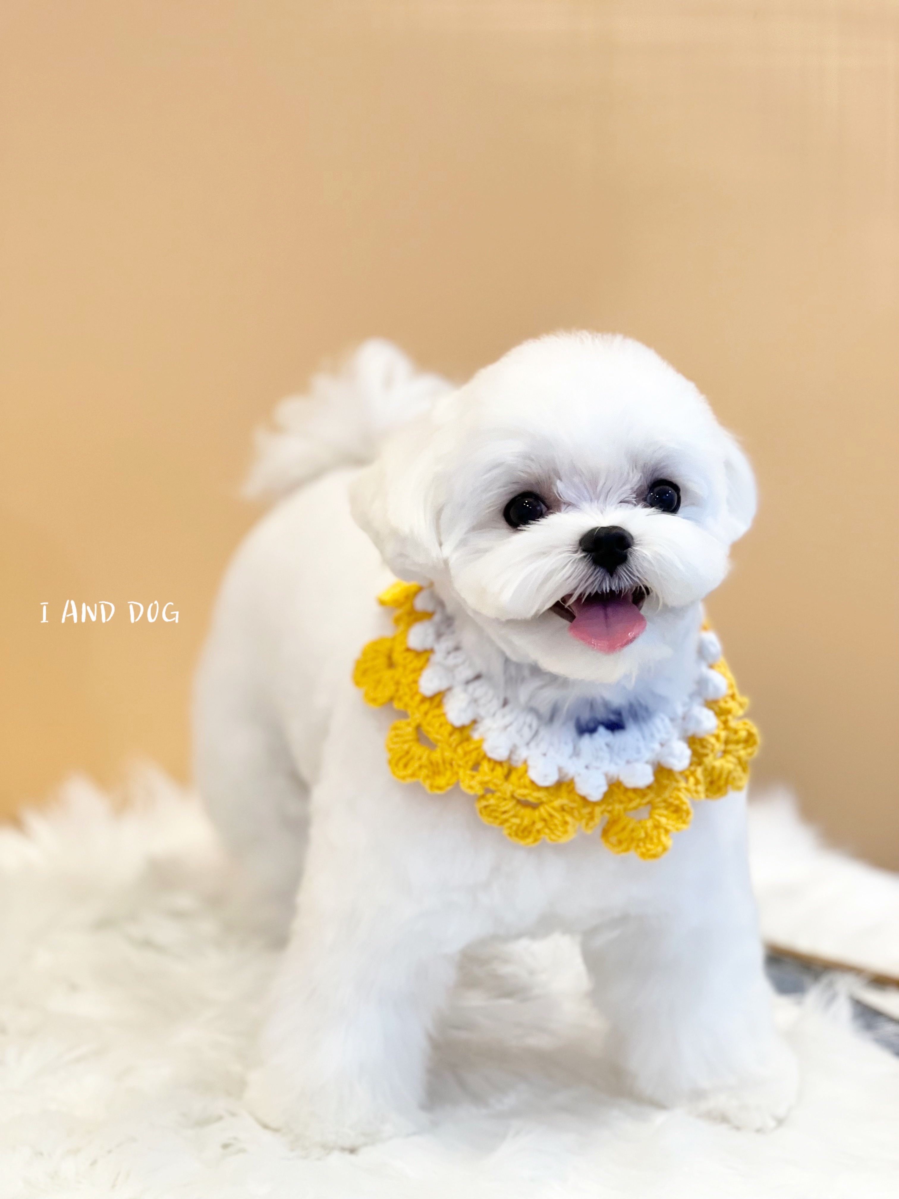 아이앤독 대표 이미지