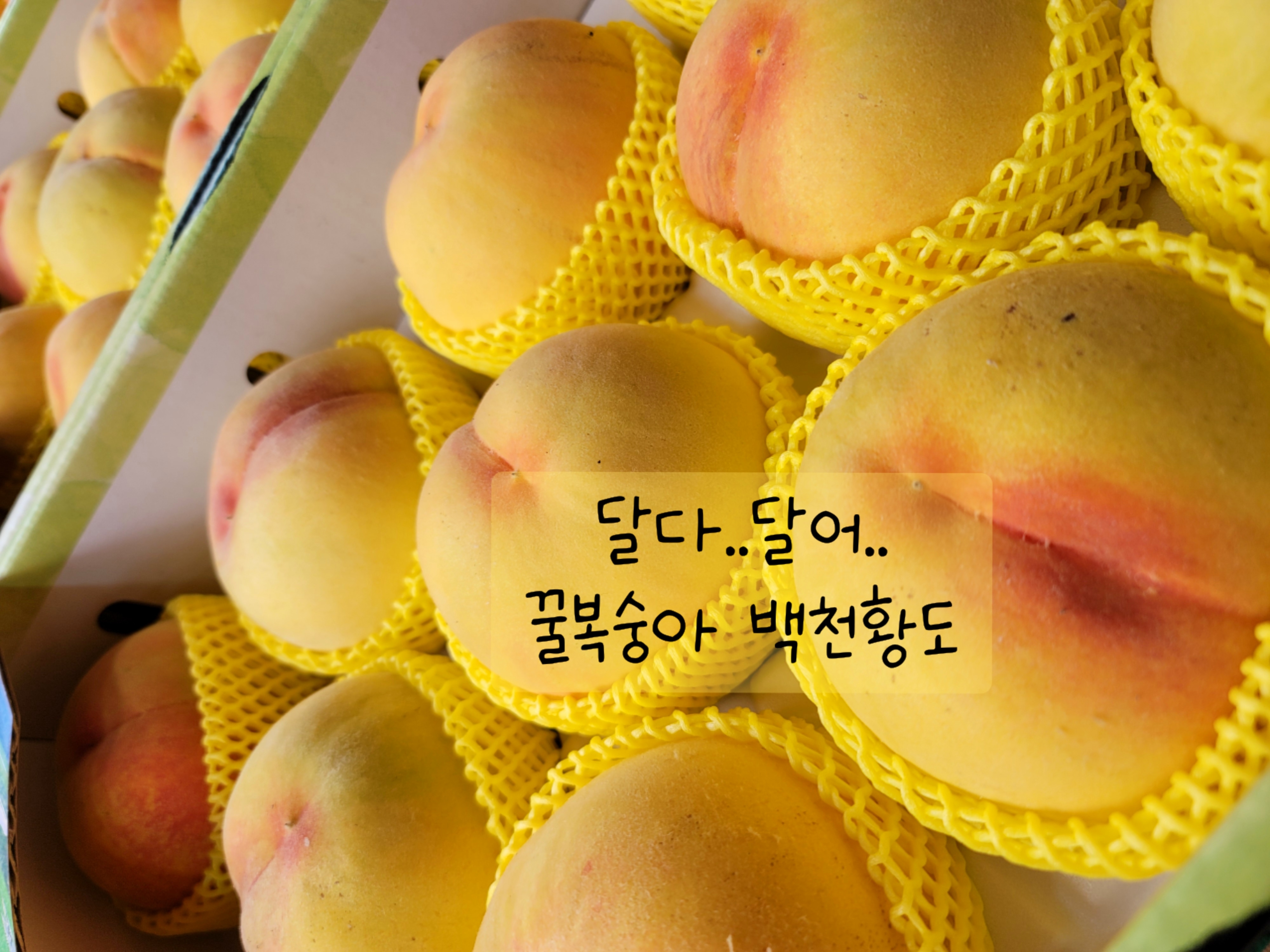 참사과봉숙이네