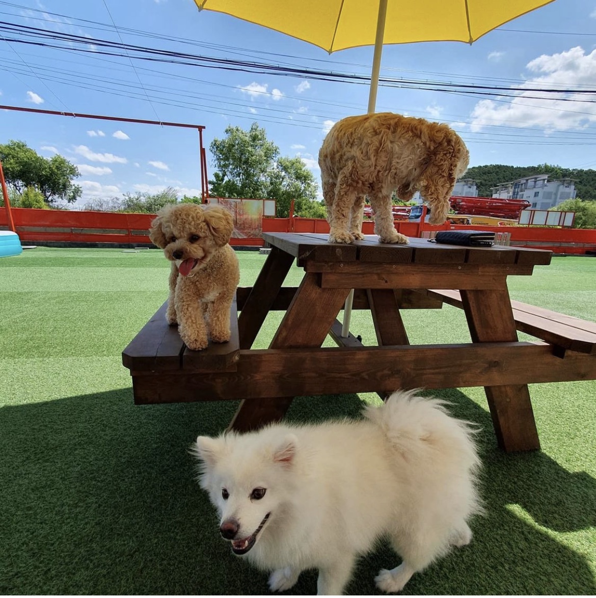 견과류 Dog&You 대표 이미지