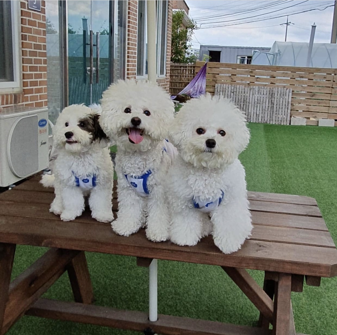 견과류 Dog&You 대표 이미지