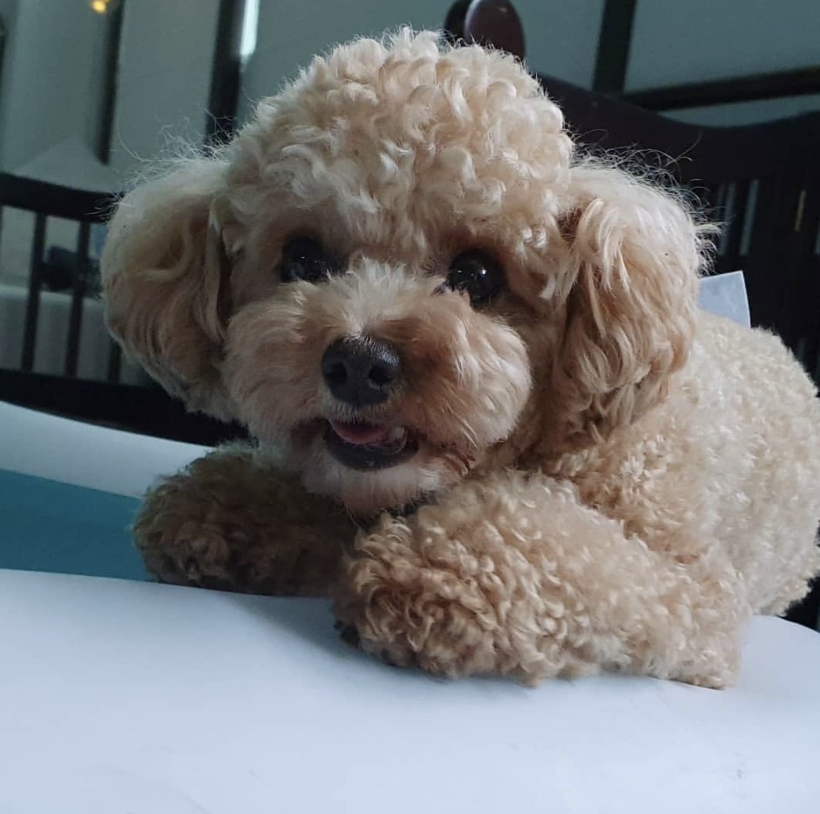 견과류 Dog&You 대표 이미지