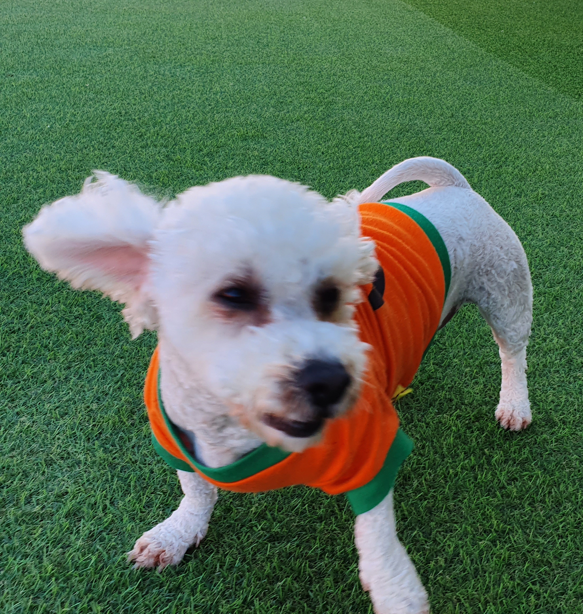 견과류 Dog&You 대표 이미지