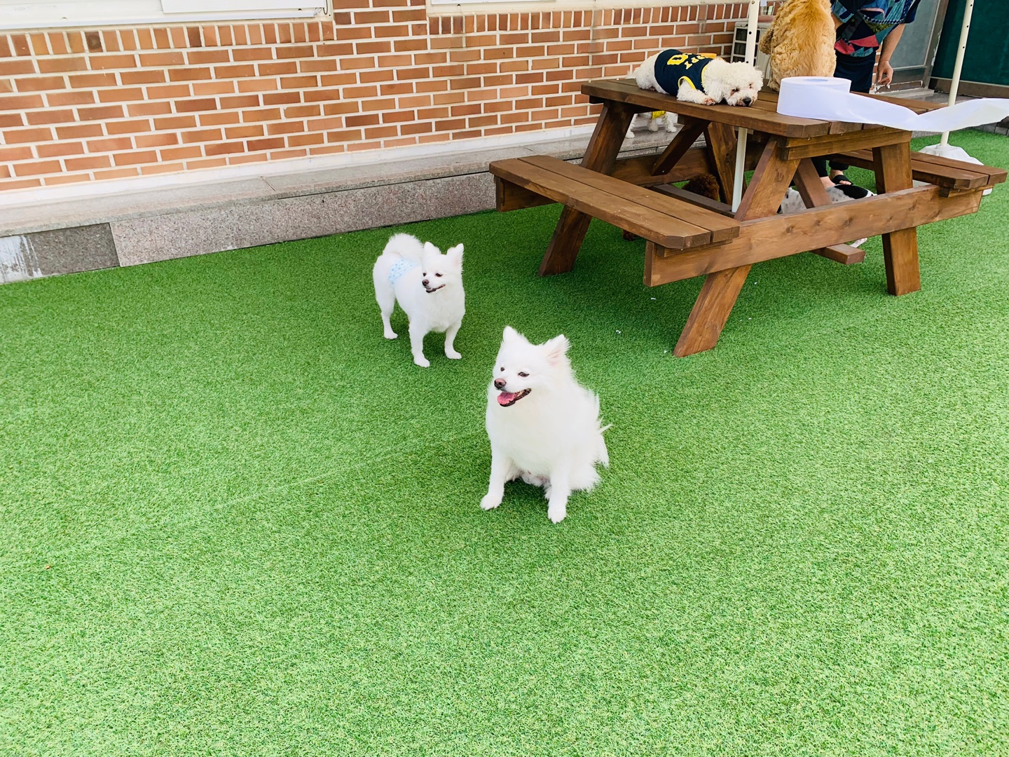 견과류 Dog&You 대표 이미지