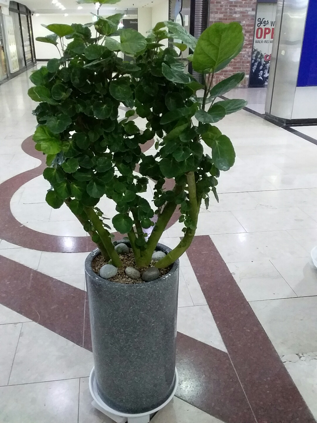 미림플라워