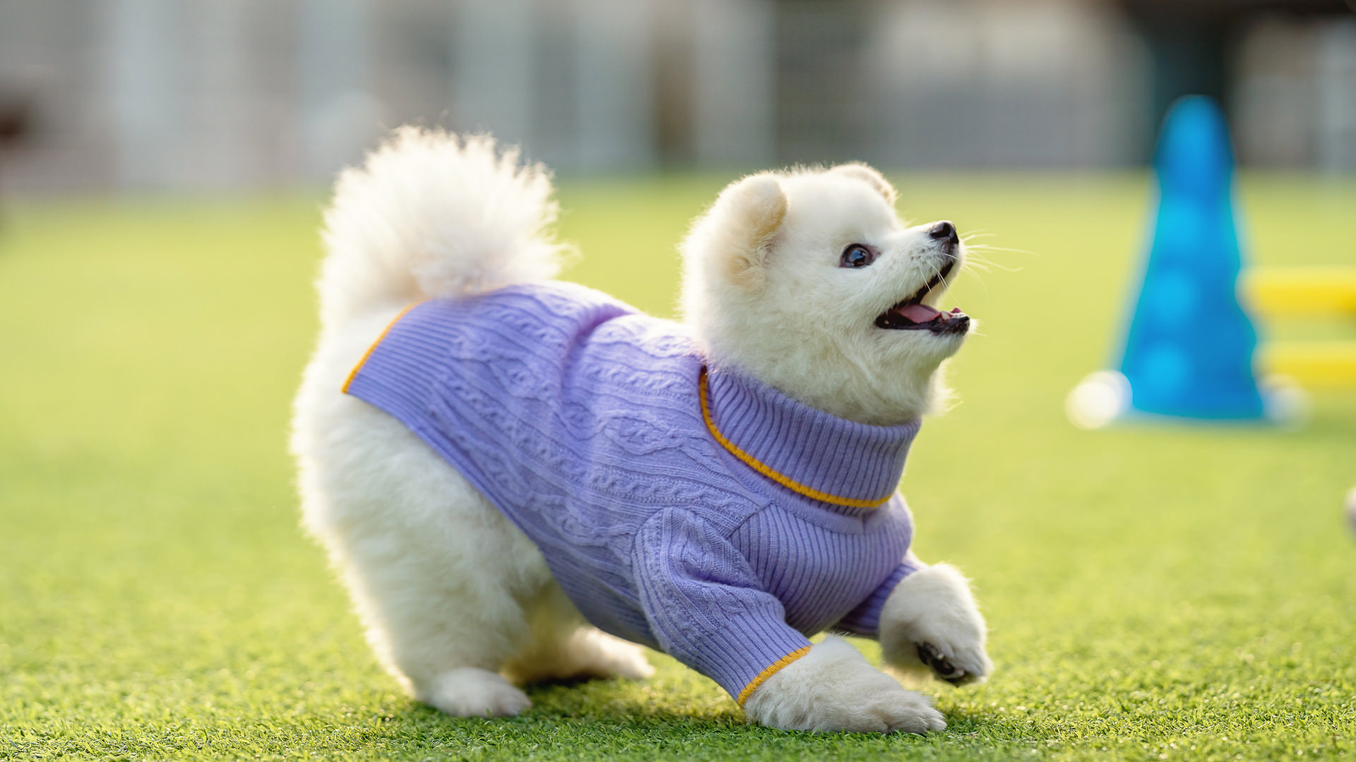 가평모나코애견펜션 대표 이미지