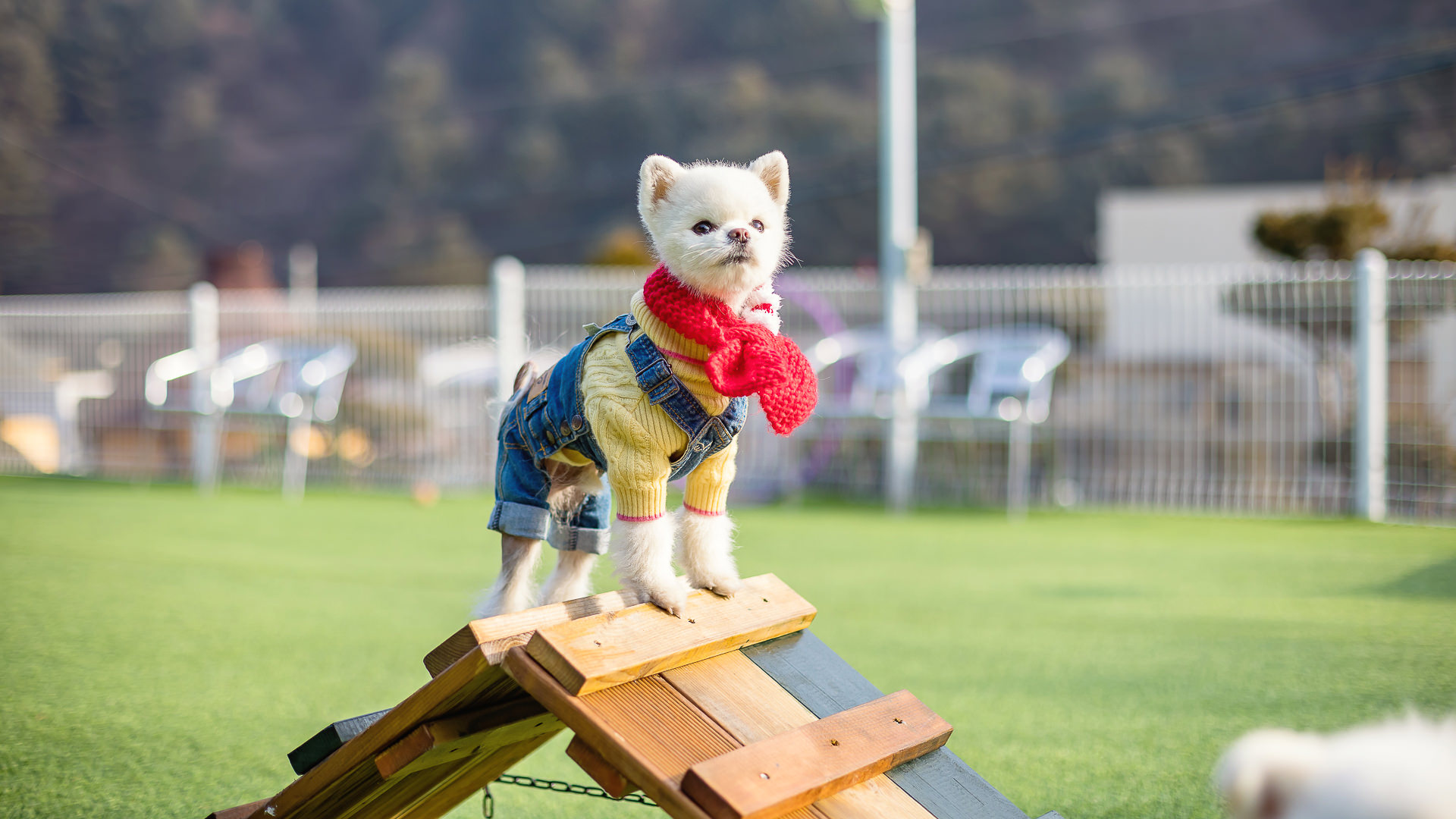 가평모나코애견펜션 대표 이미지