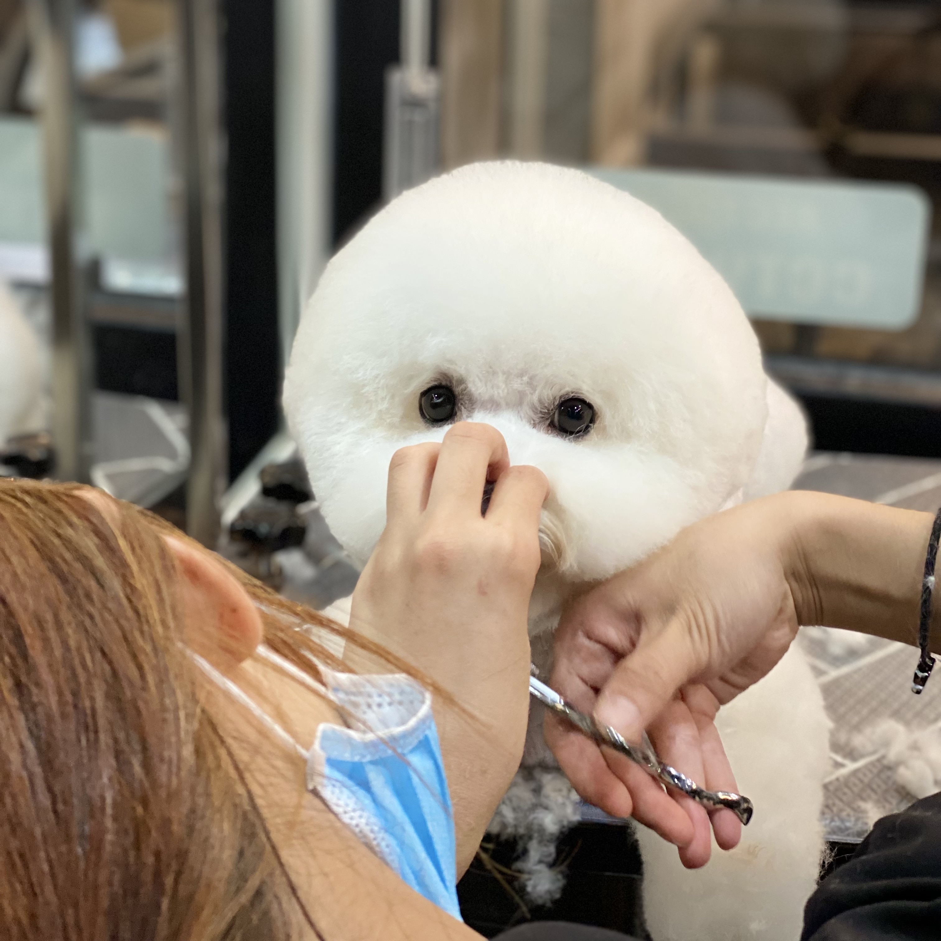 앙꼬네강아지미용실 대표 이미지