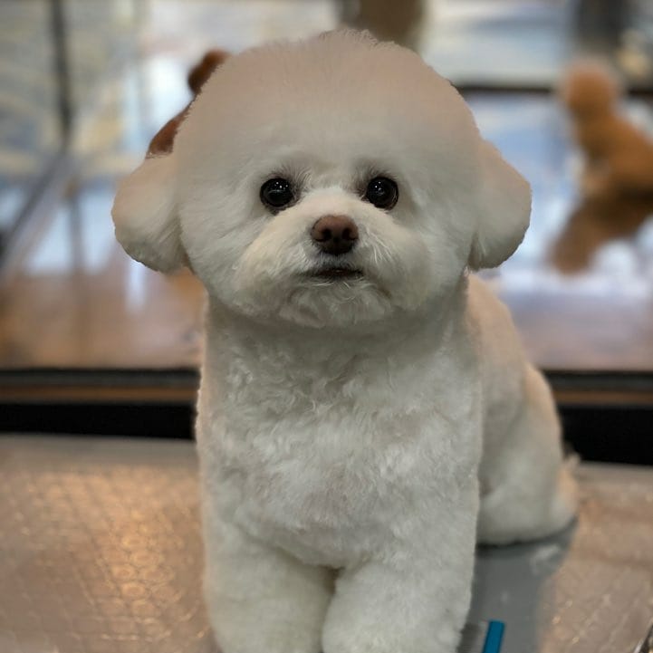 앙꼬네강아지미용실 대표 이미지
