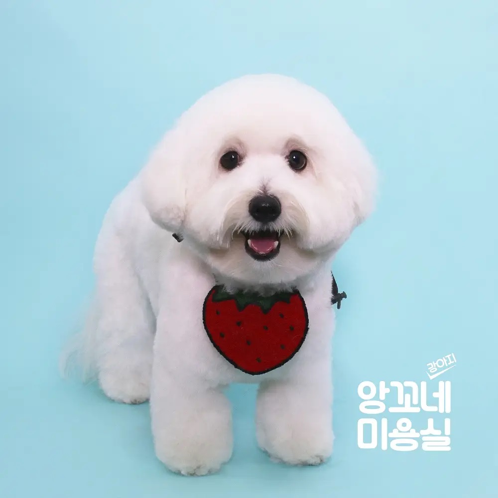 앙꼬네강아지미용실 대표 이미지