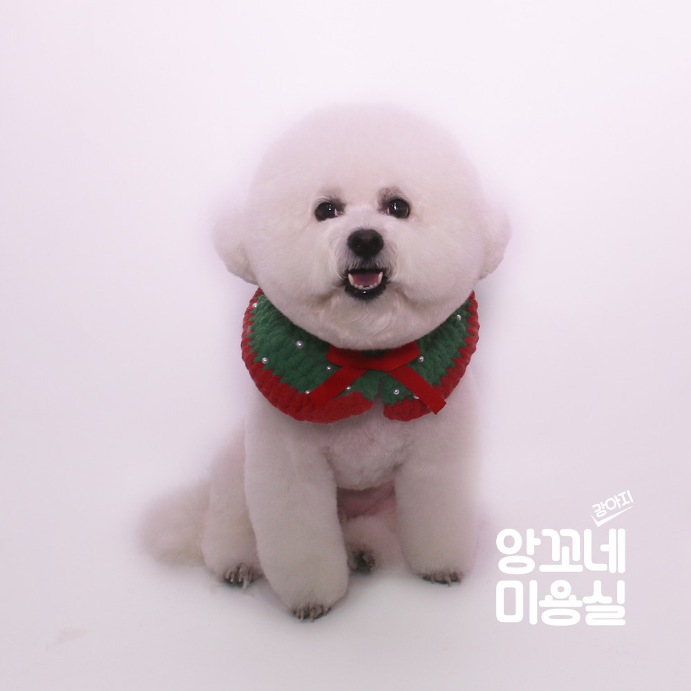 앙꼬네강아지미용실 대표 이미지