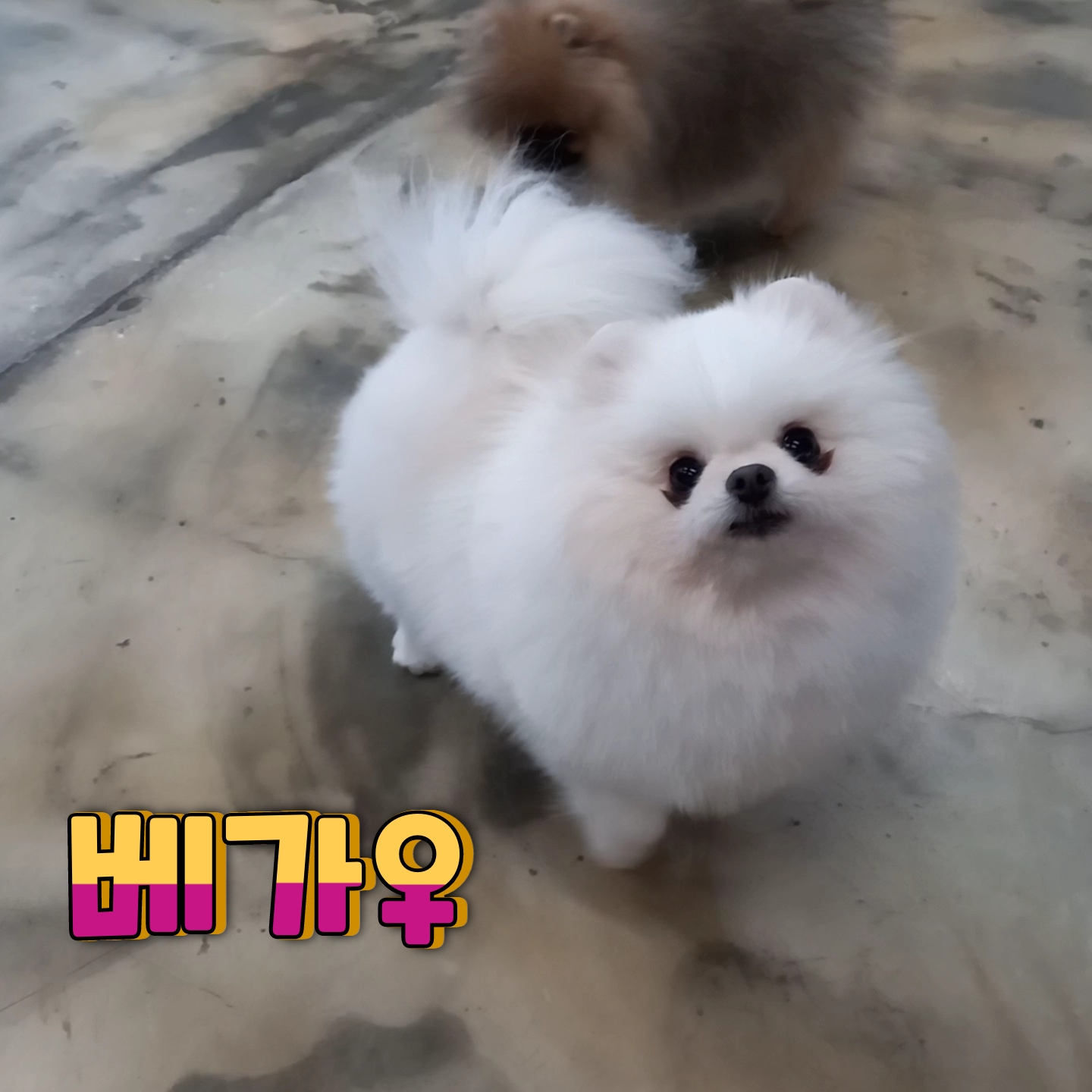 휘우커피 8