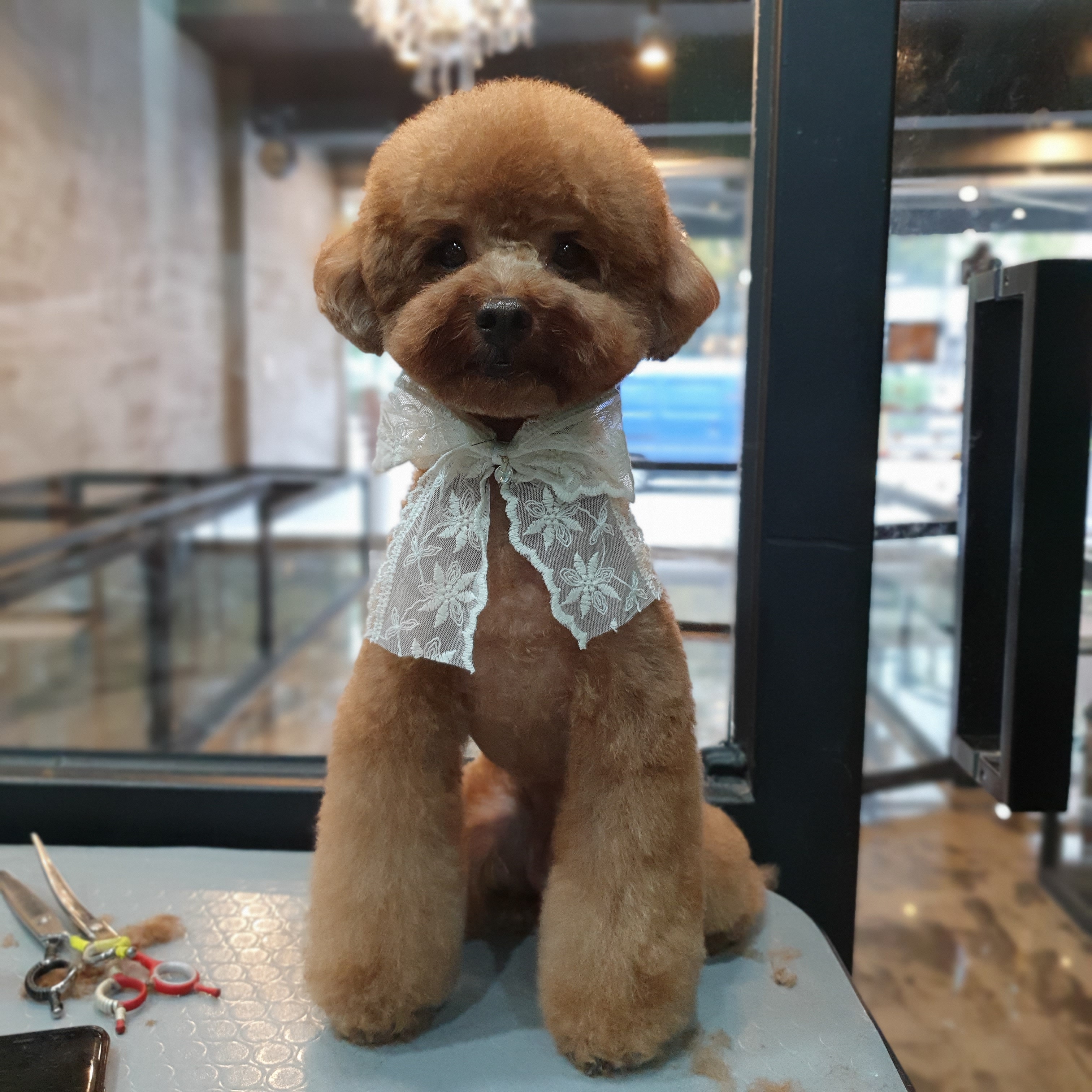 앙꼬네강아지미용실 대표 이미지