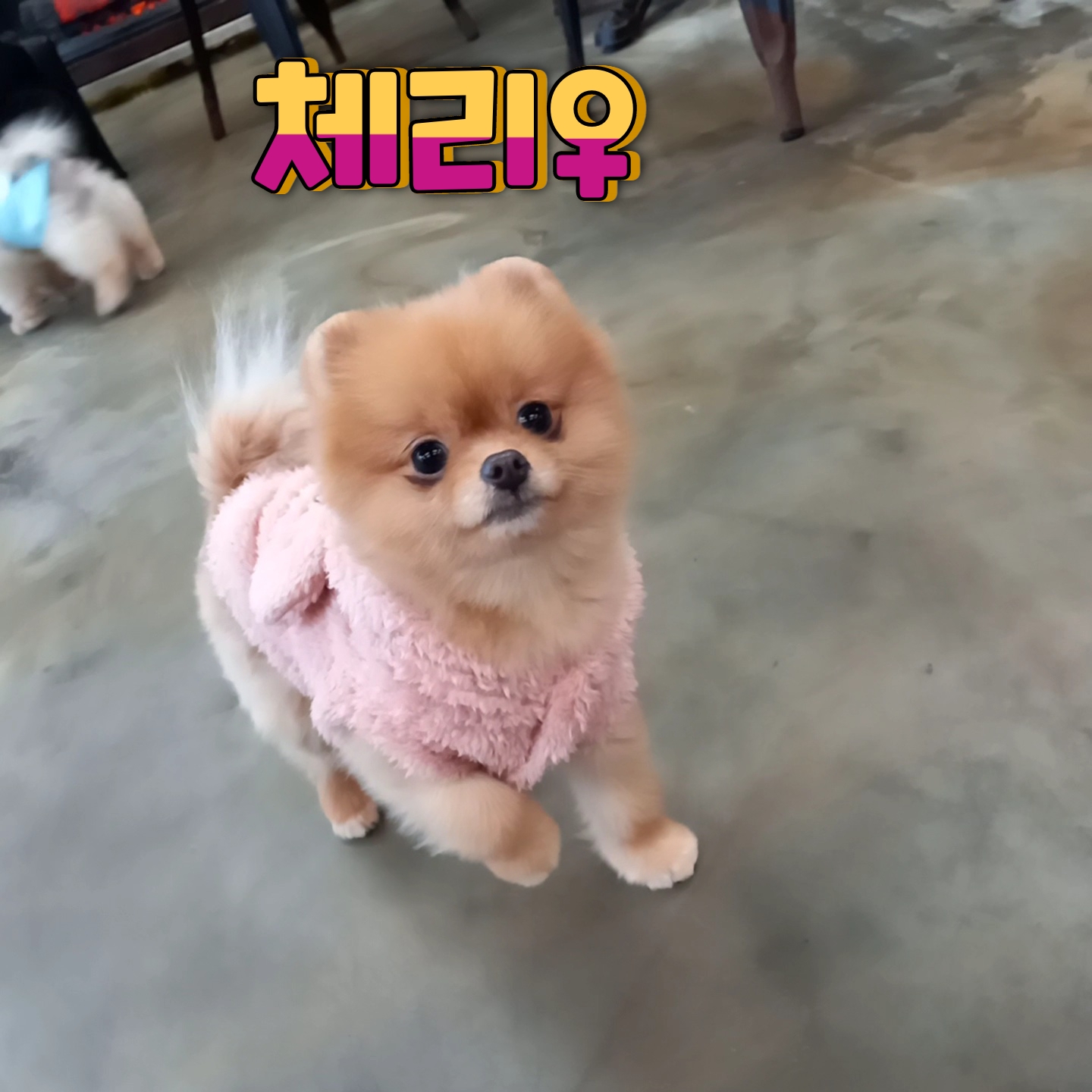 휘우커피 9