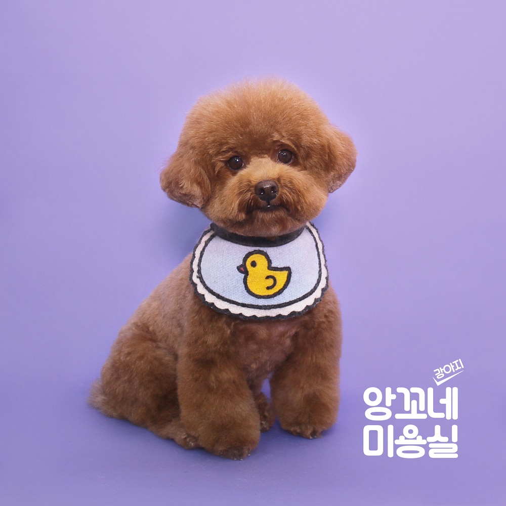 앙꼬네강아지미용실 이미지