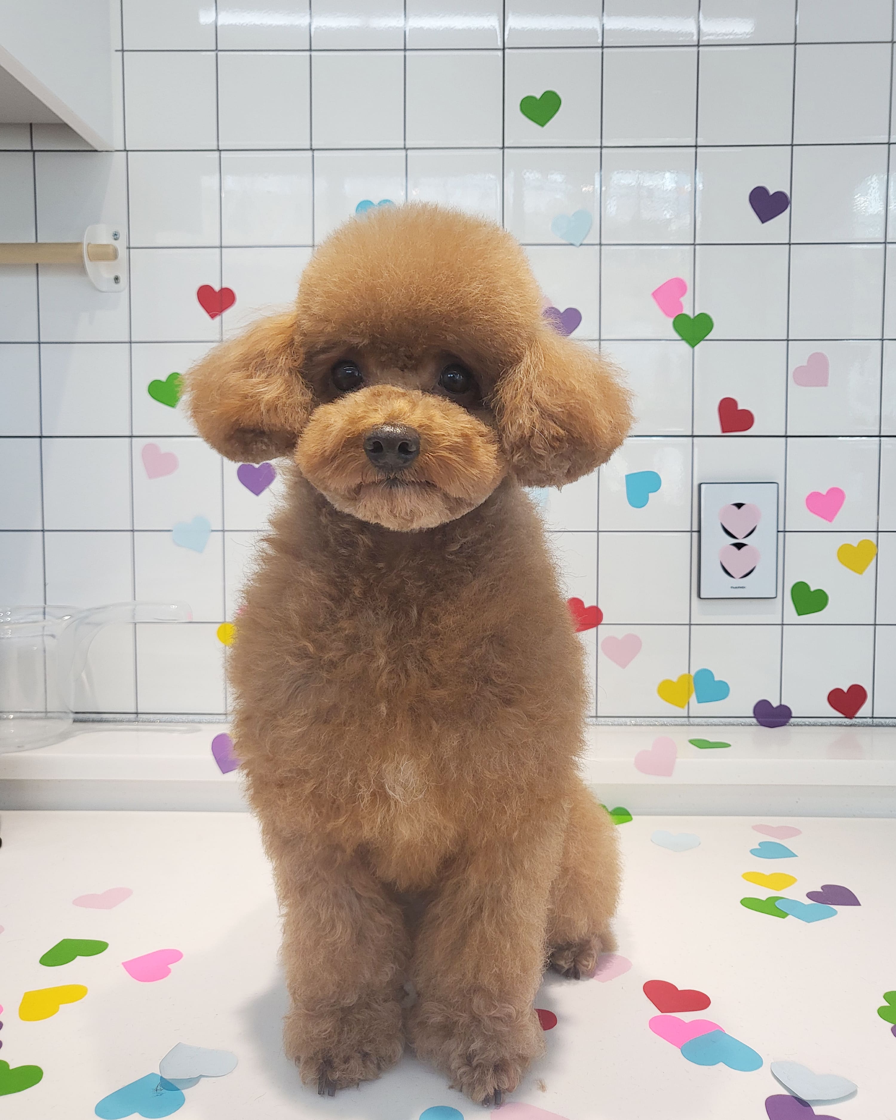 오마이퍼피 애견미용실 대표 이미지