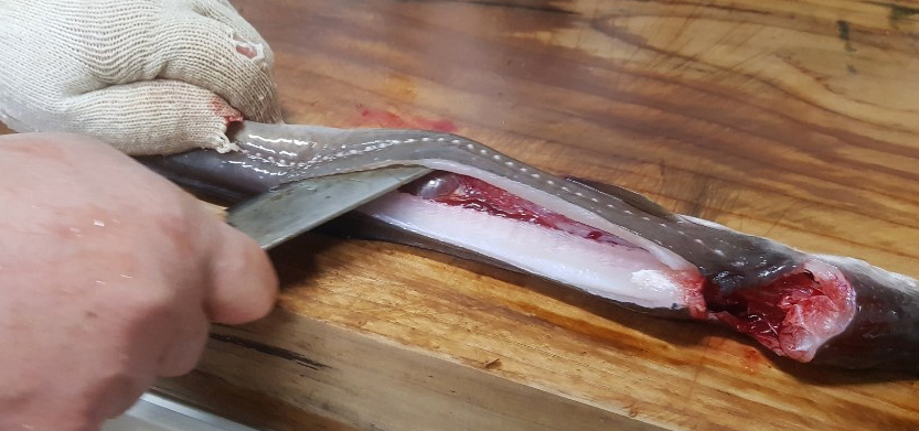 테마참숯장어구이