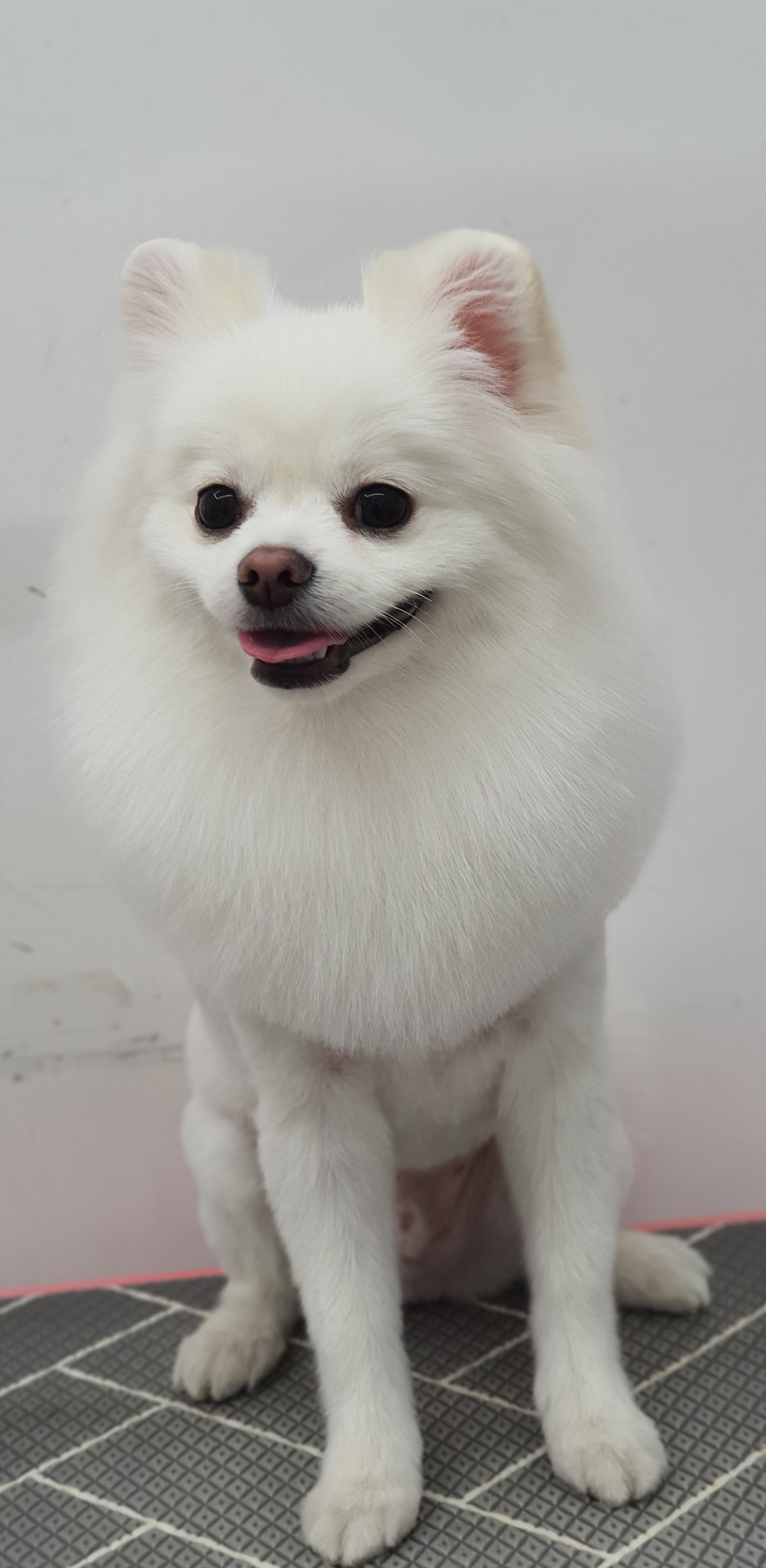 퍼피루스 대표 이미지