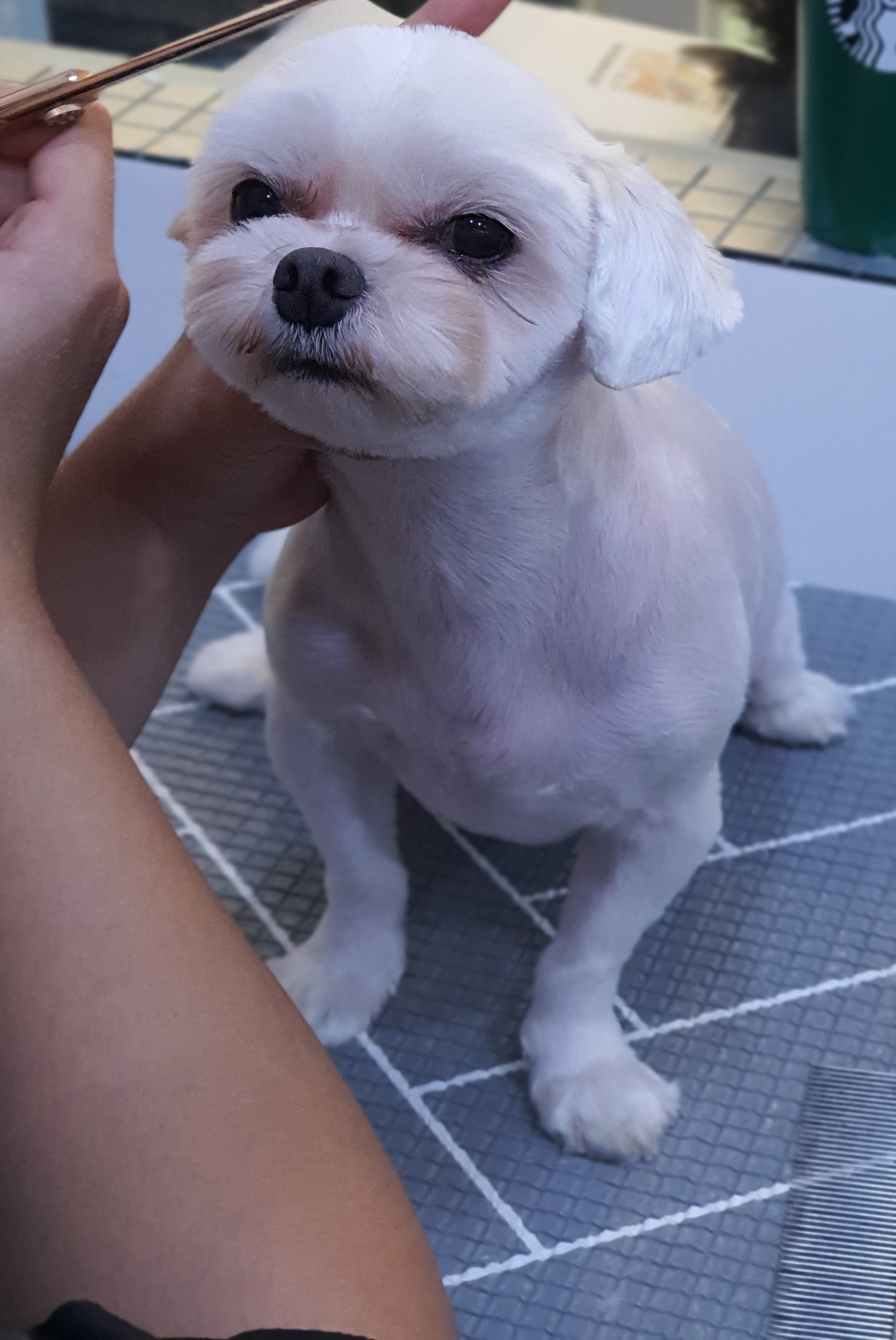 퍼피루스 대표 이미지