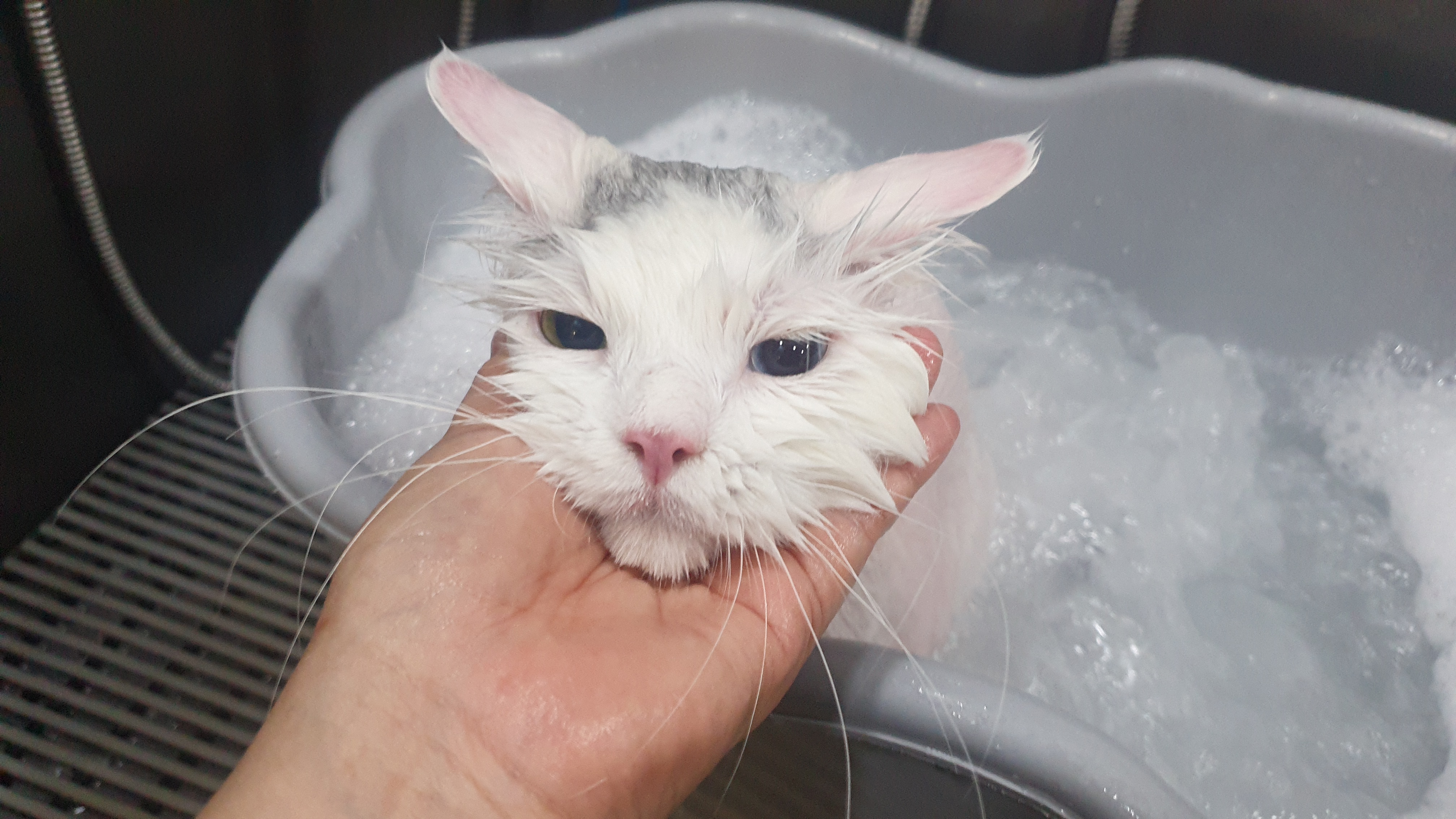 마스터그루밍클럽 대표 이미지