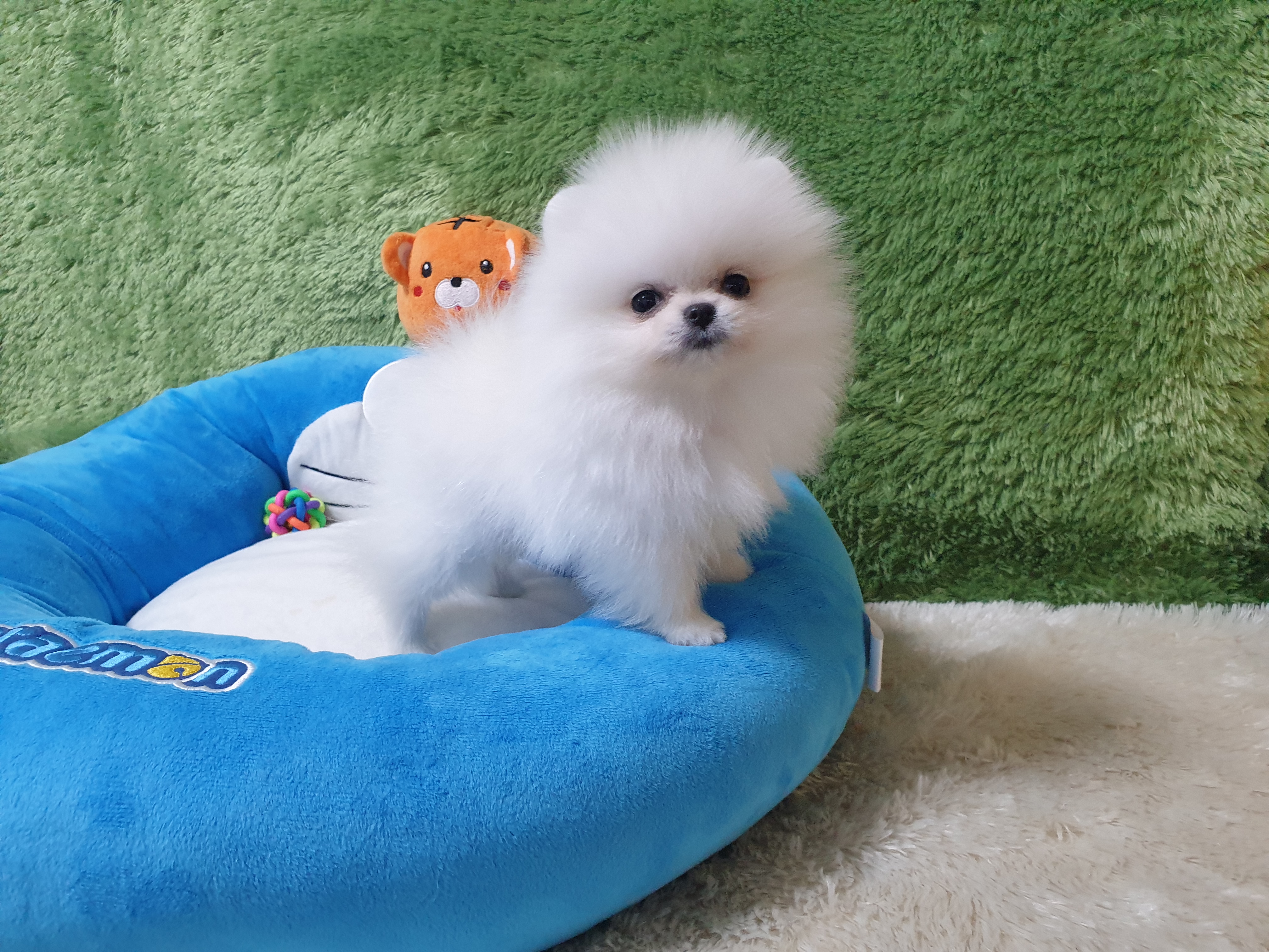 광주강아지분양 고양이분양 펫왕국