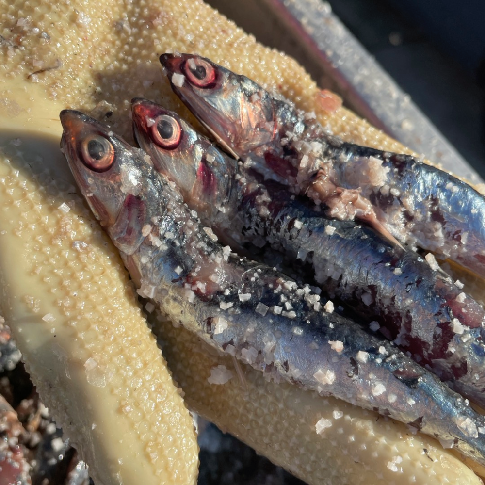 자매수산