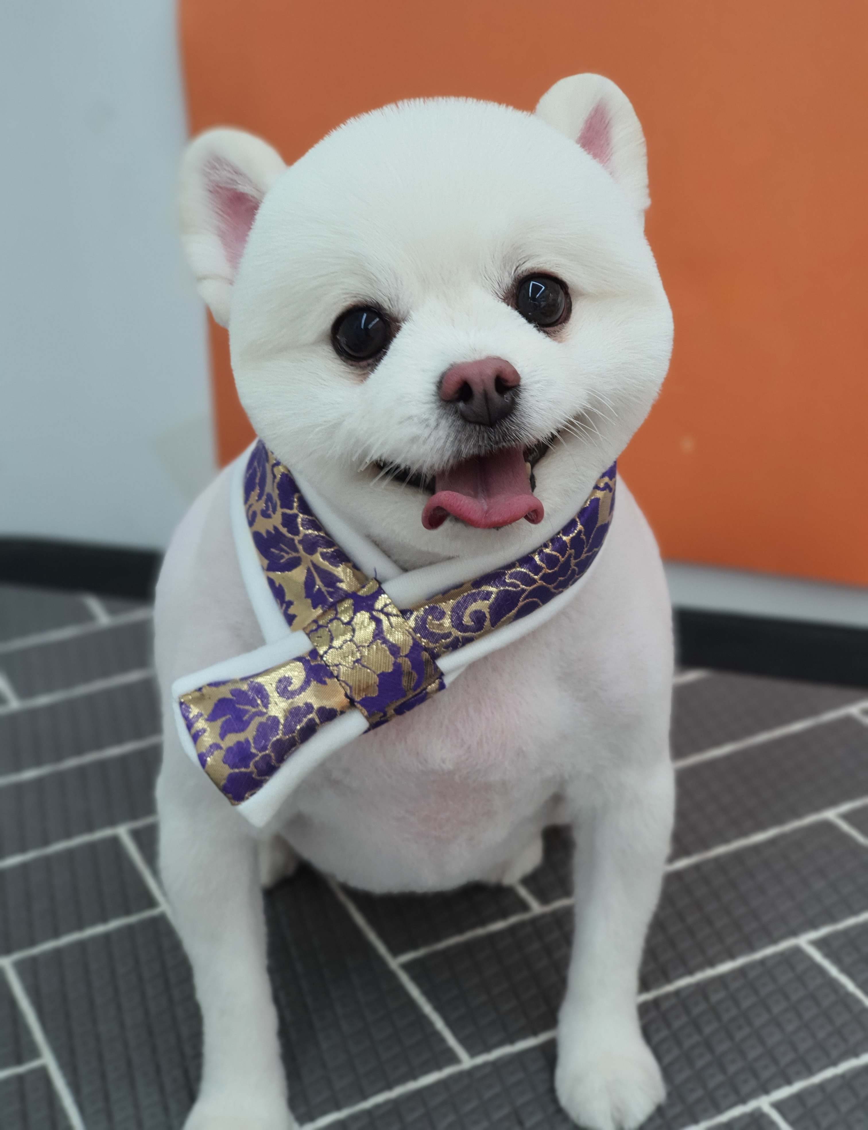 퍼피루스 이미지