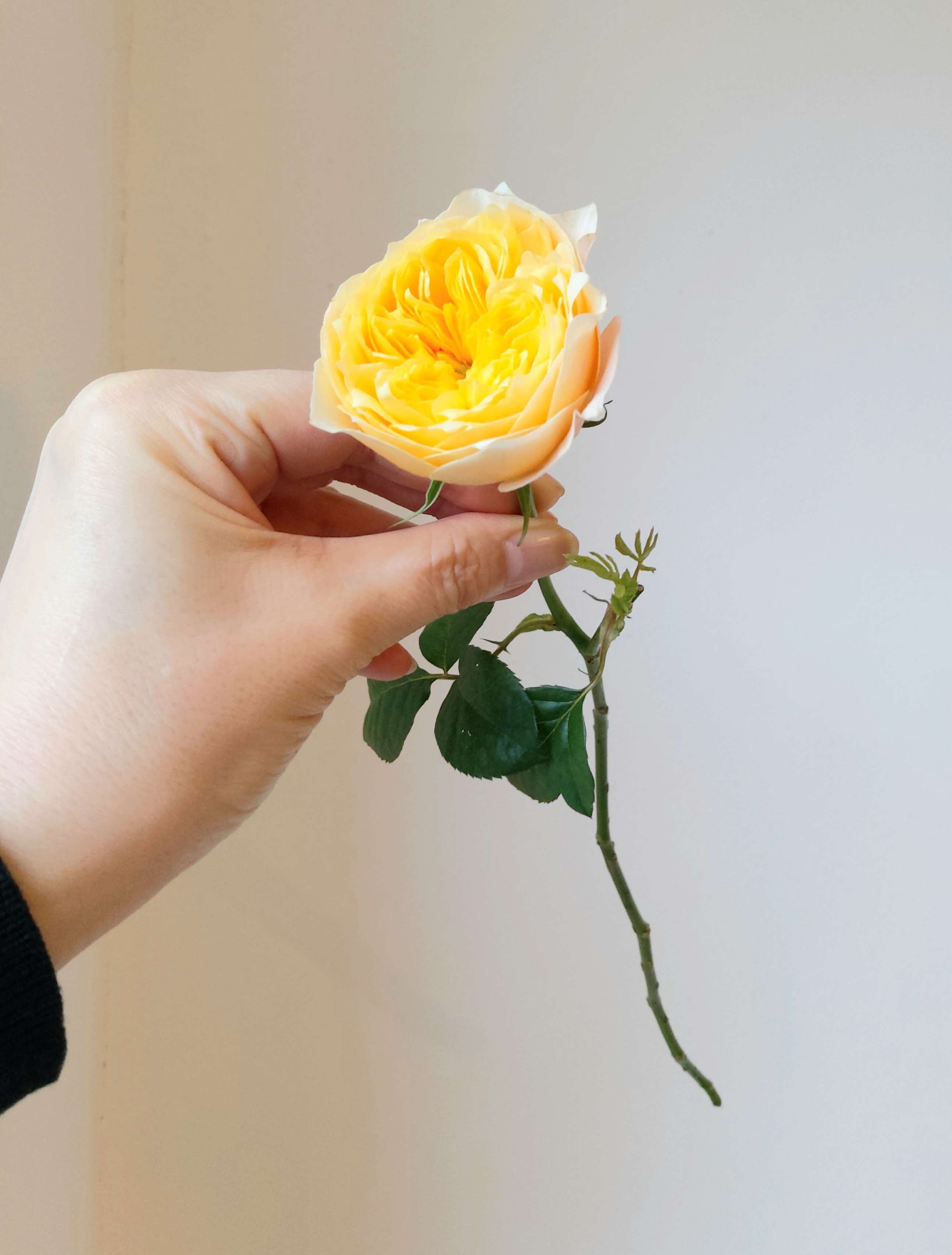 오늘꽃을더하다