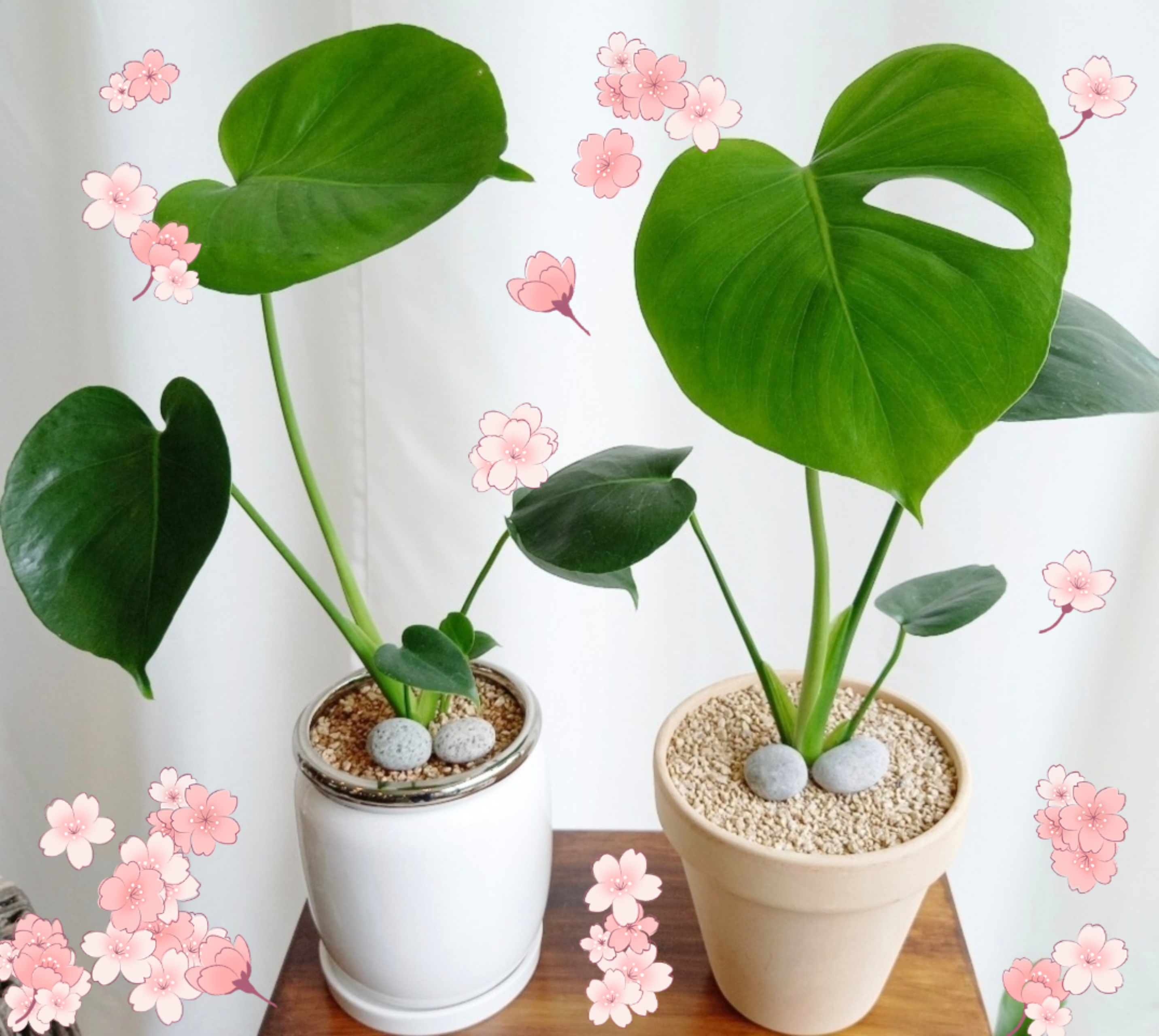 꽃&커피