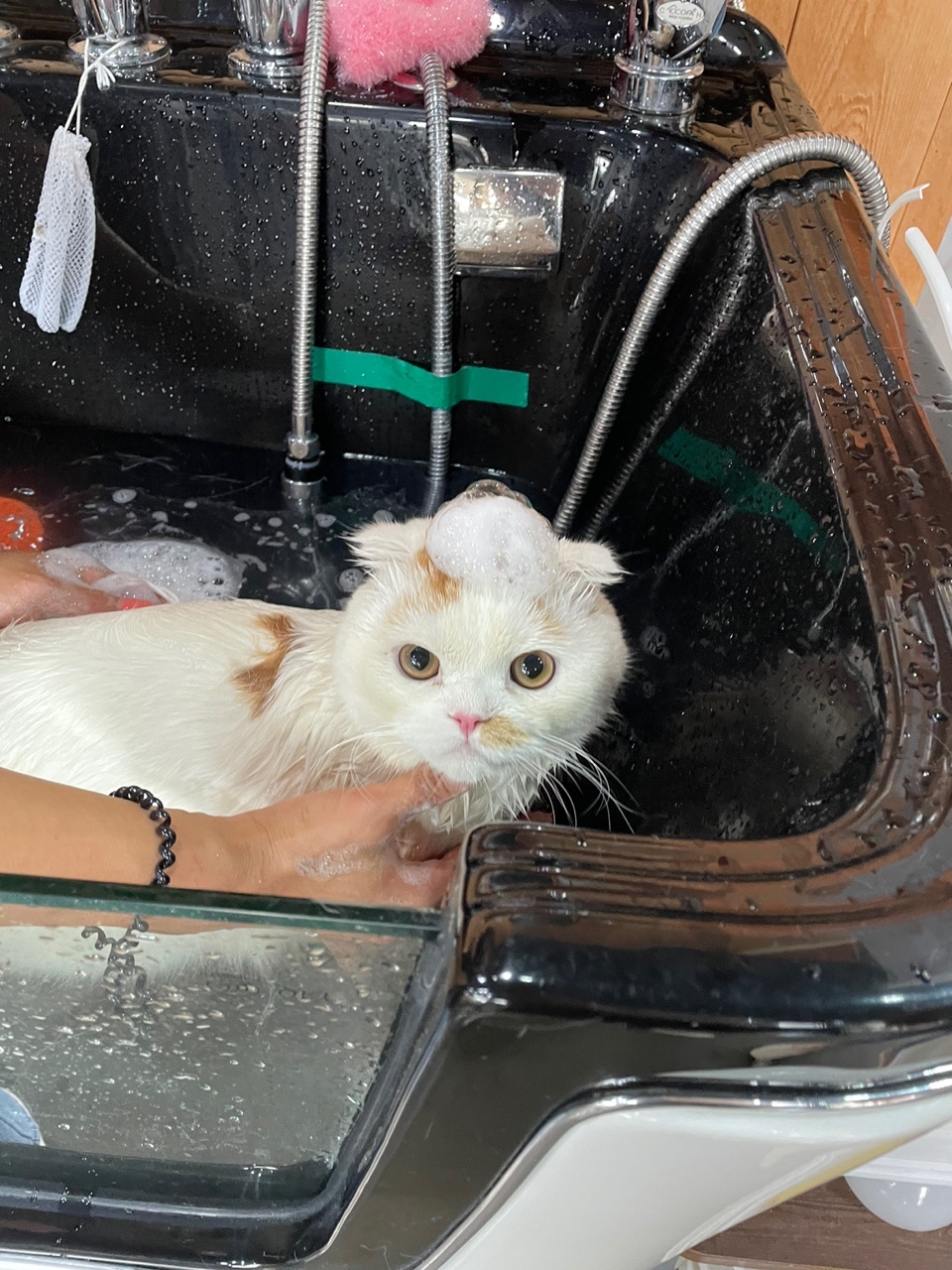 냥이이발소 대표 이미지