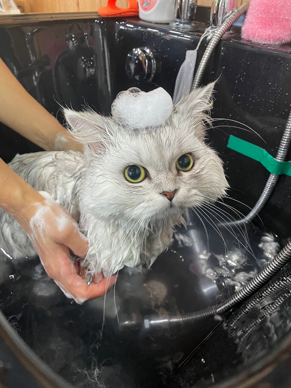 냥이이발소 대표 이미지