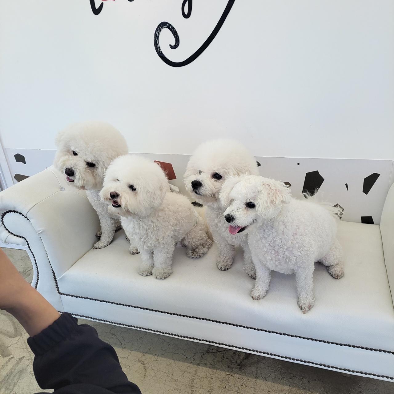 아이조아펫파크 대구점