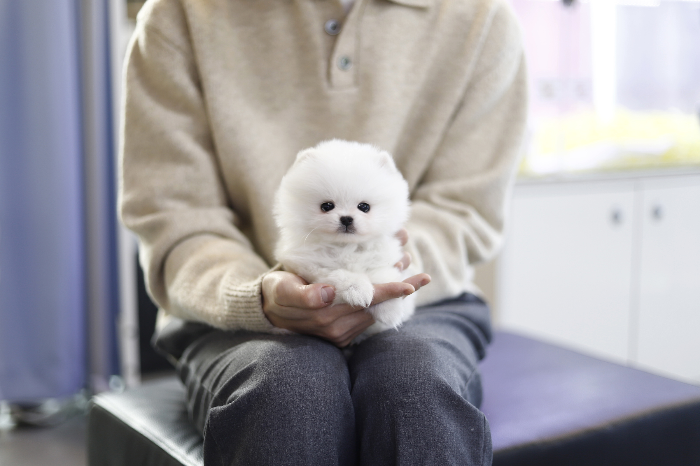 펫퍼스트 24시 강아지분양 고양이분양 파주운정점