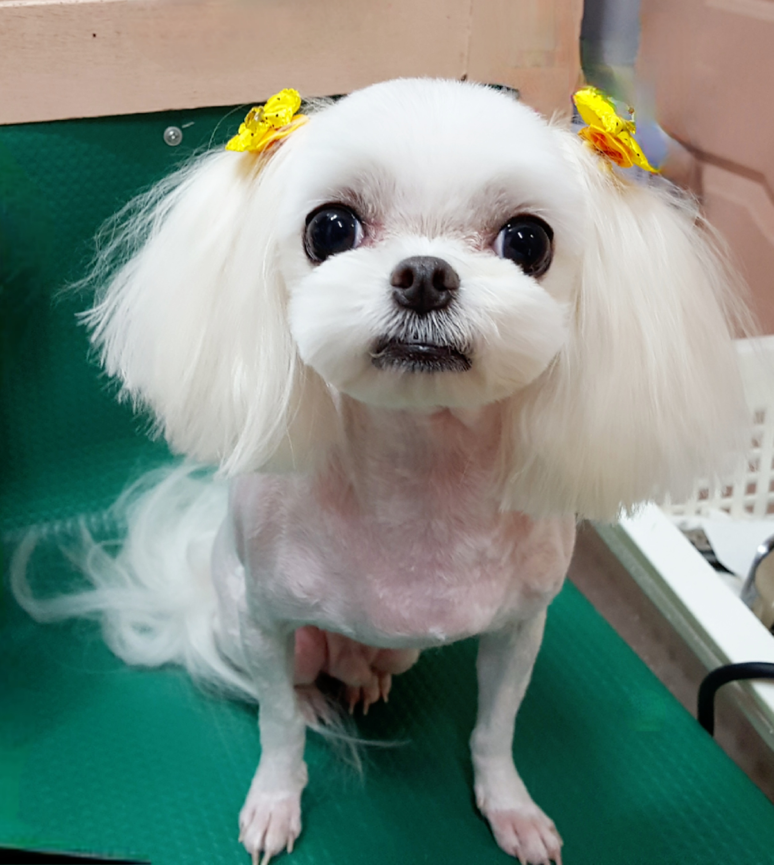 나르매애견 대표 이미지