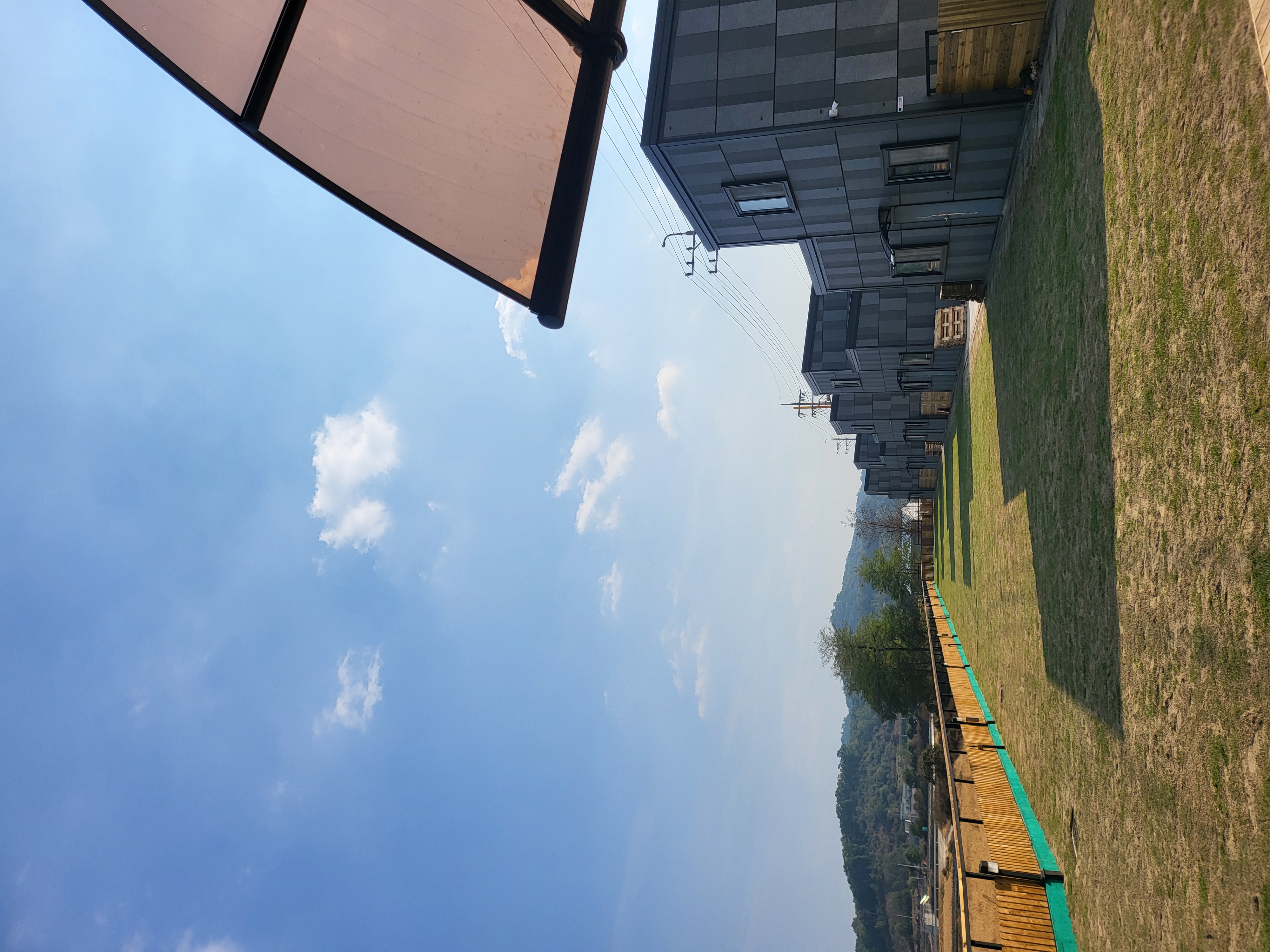 강아지풀 대표 이미지