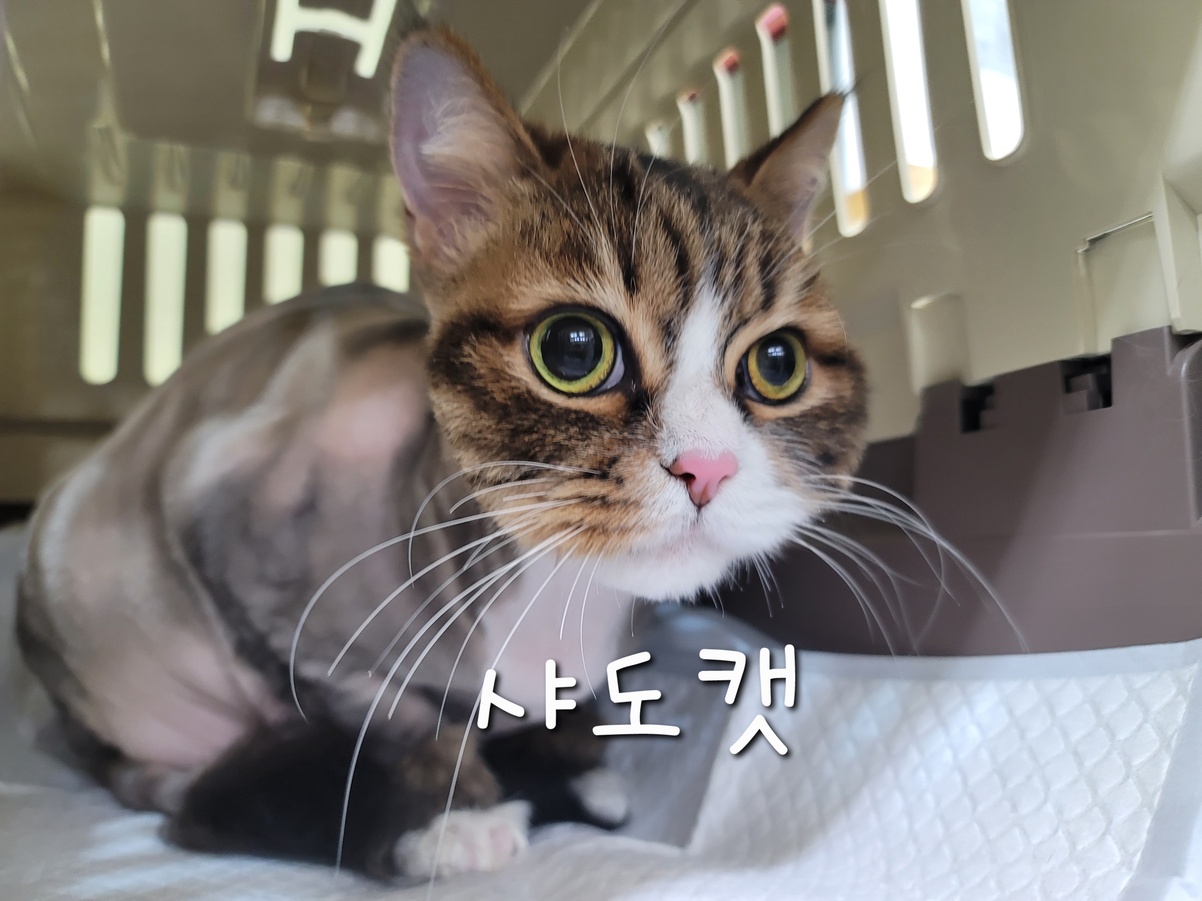샤도캣 대표 이미지