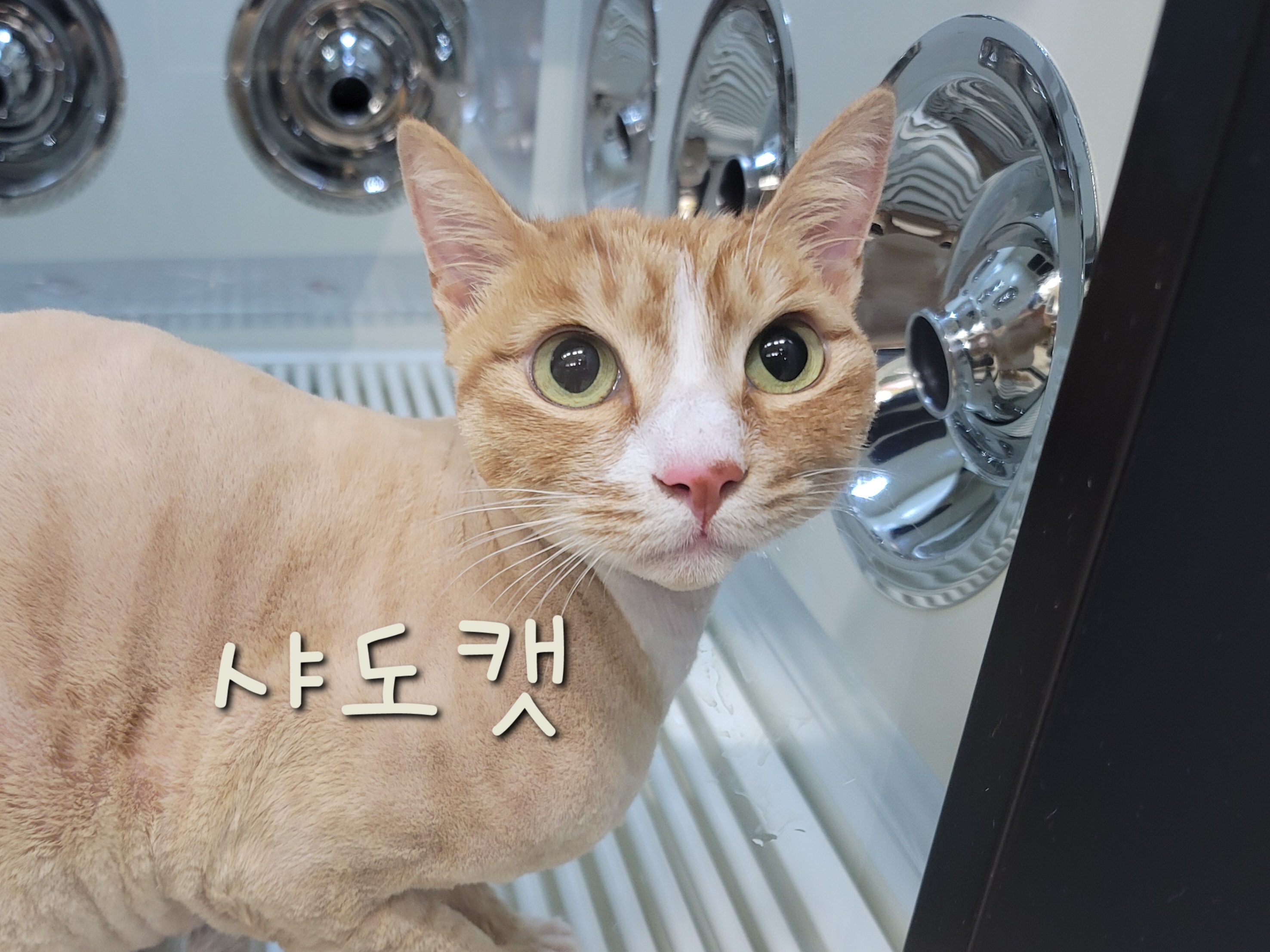 샤도캣 대표 이미지